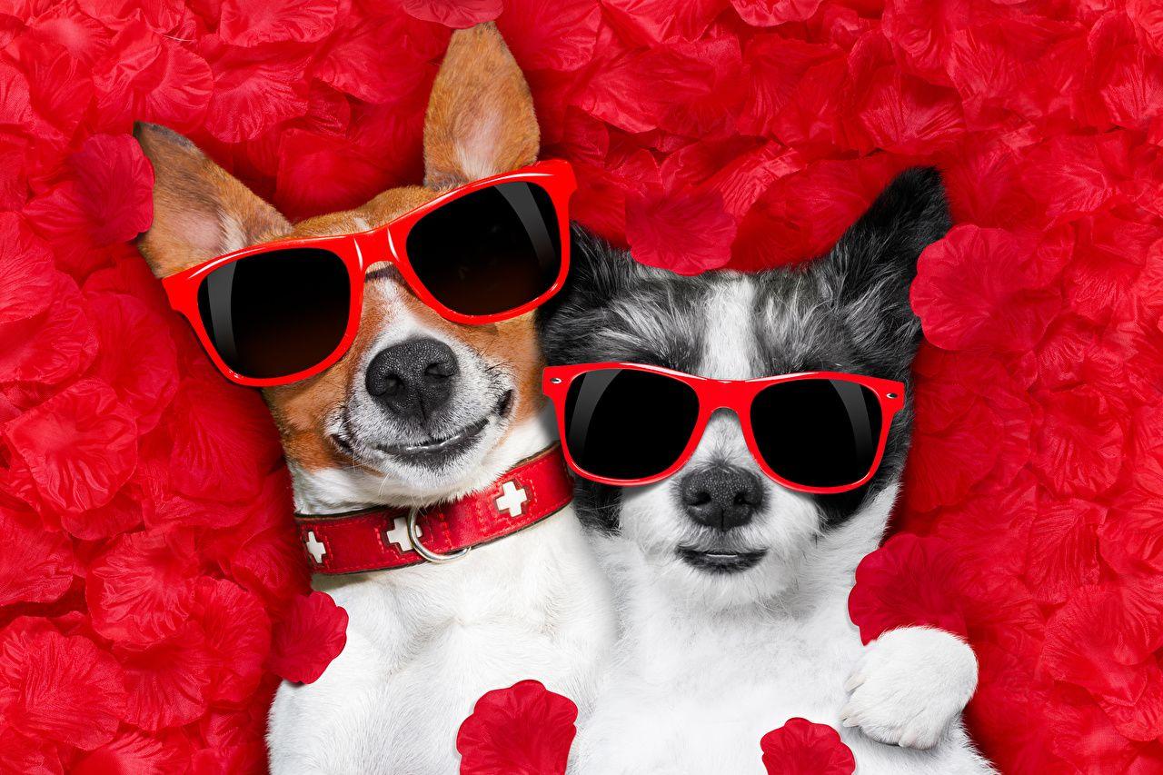 1280x853 Desktop Wallpaper Chihuahua Jack Russell terrier dog 2 Petals