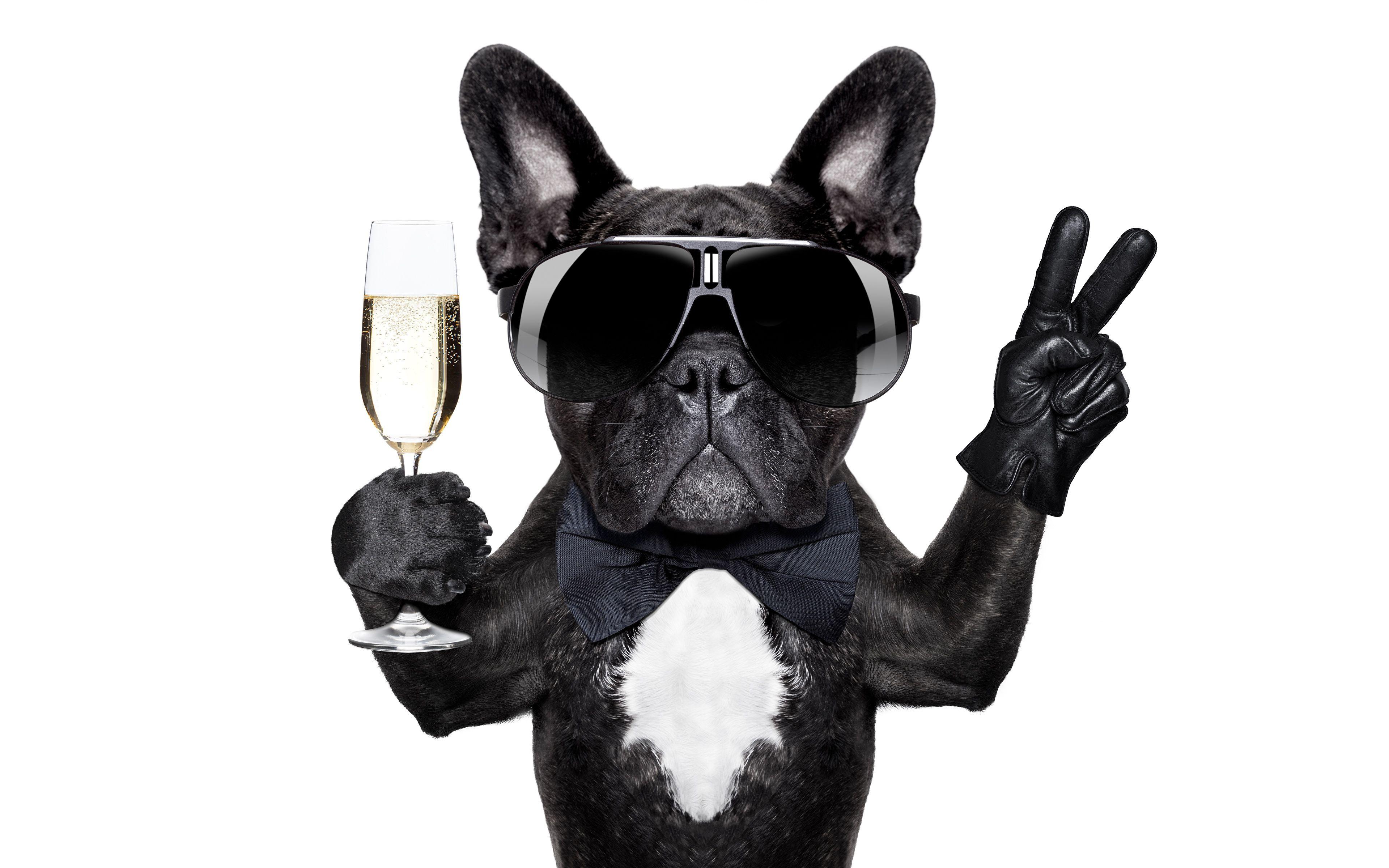 3840x2400 Wallpaper Bulldog Dogs Funny Stemware eyeglasses Animals