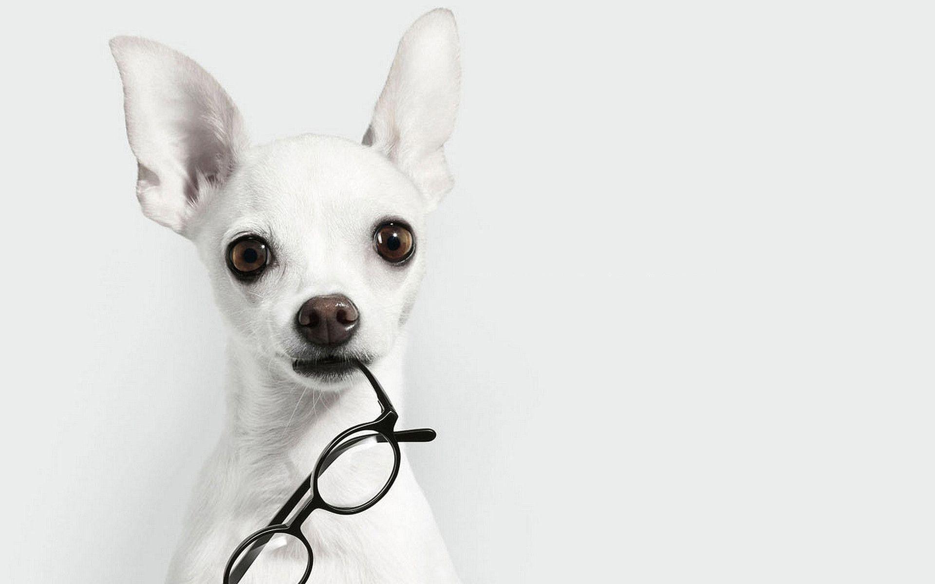 1920x1200 White Dog Wallpaper