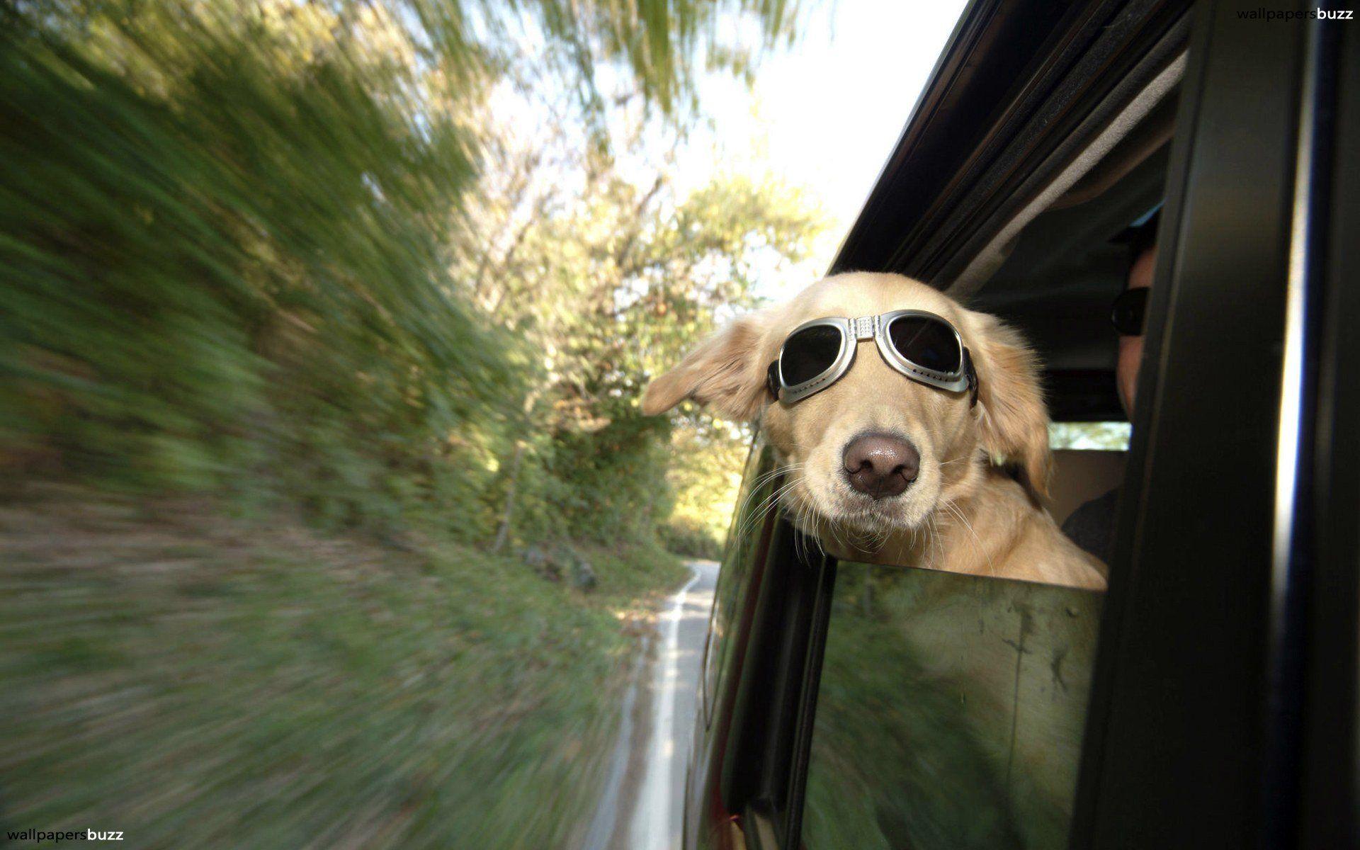 1920x1200 A dog in a car HD Wallpaper