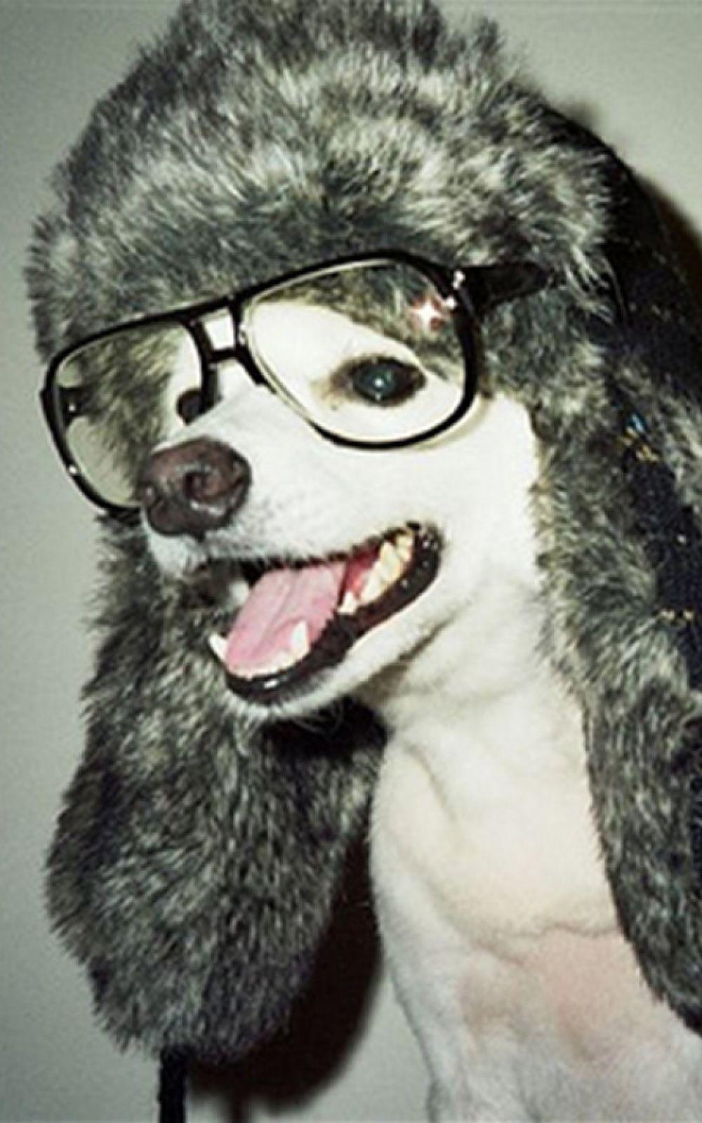 1000x1600 Nerd Dog Wearing Glasses Android Wallpaper free download