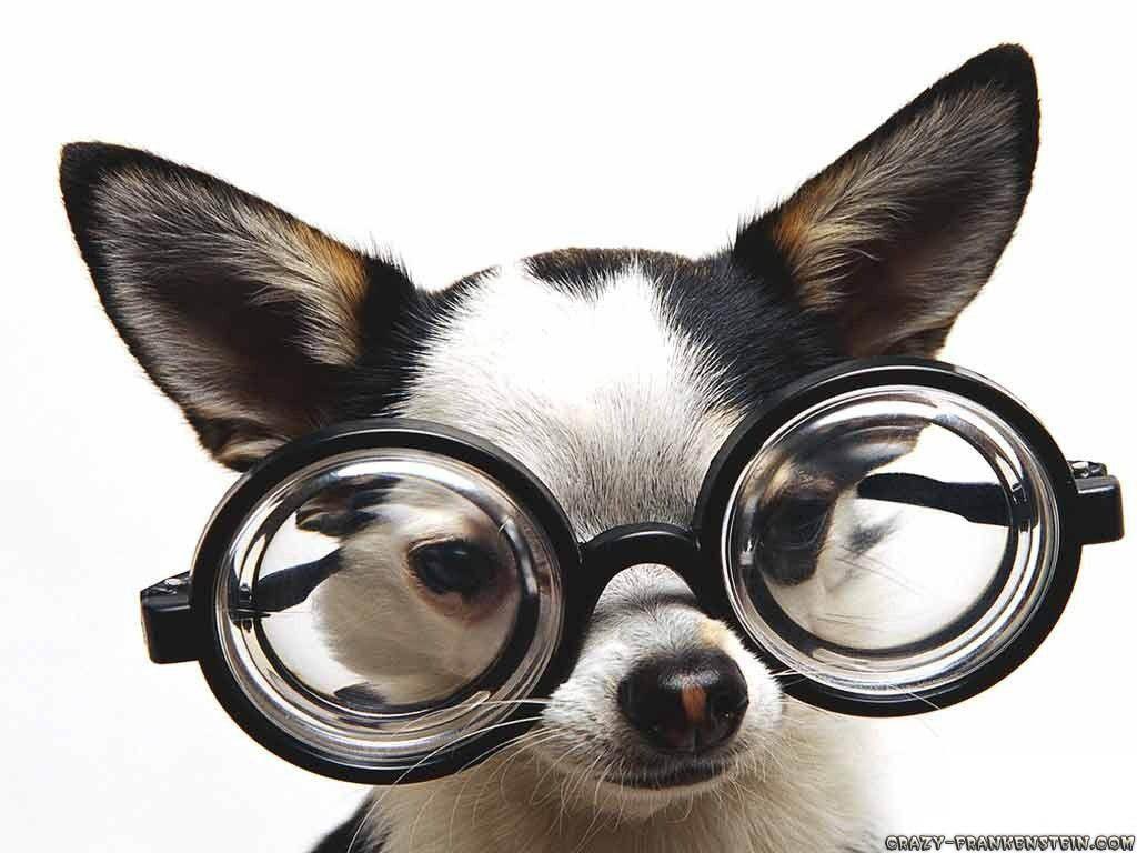 1024x768 Dog Glasses Funny wallpaperx768