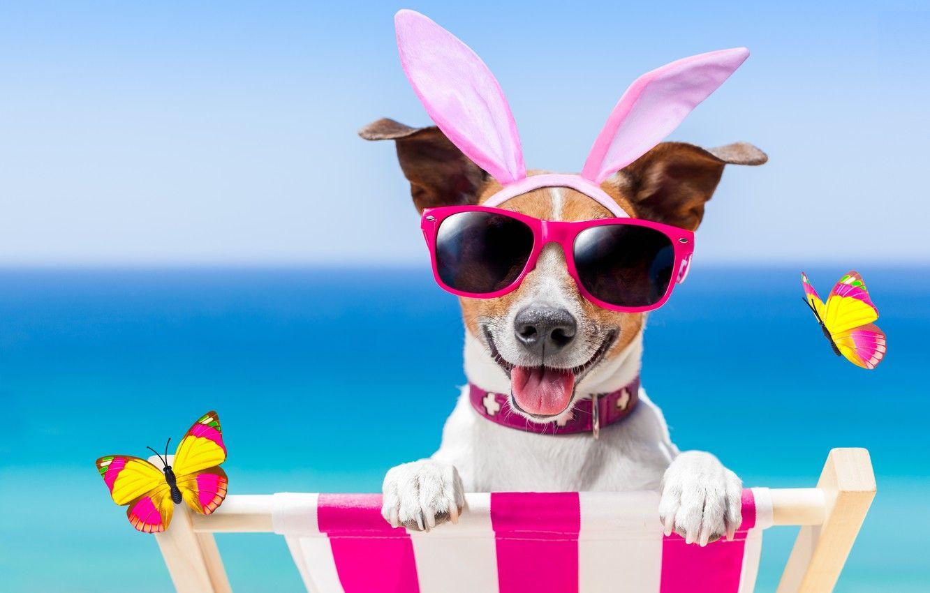 1332x850 Wallpaper beach, butterfly, dog, glasses, happy, beach, dog