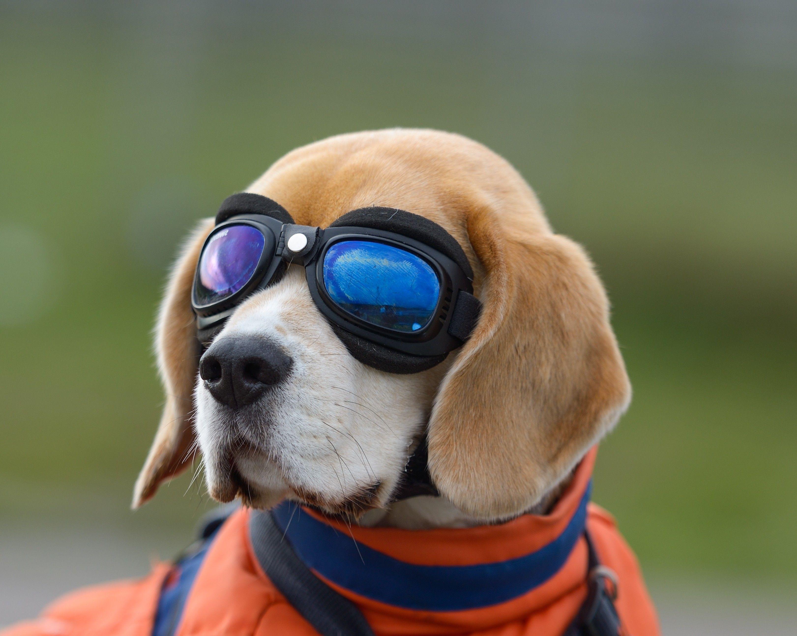 3242x2589 animals dog glasses wallpaper and background