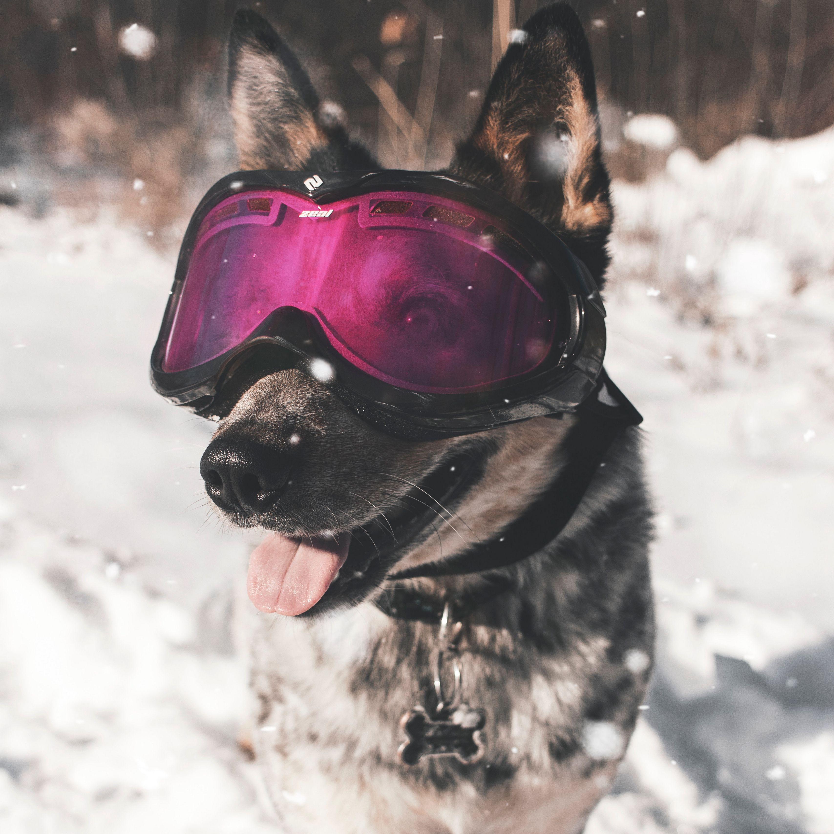 3415x3415 Download wallpaper 3415x3415 dog, glasses, winter, funny