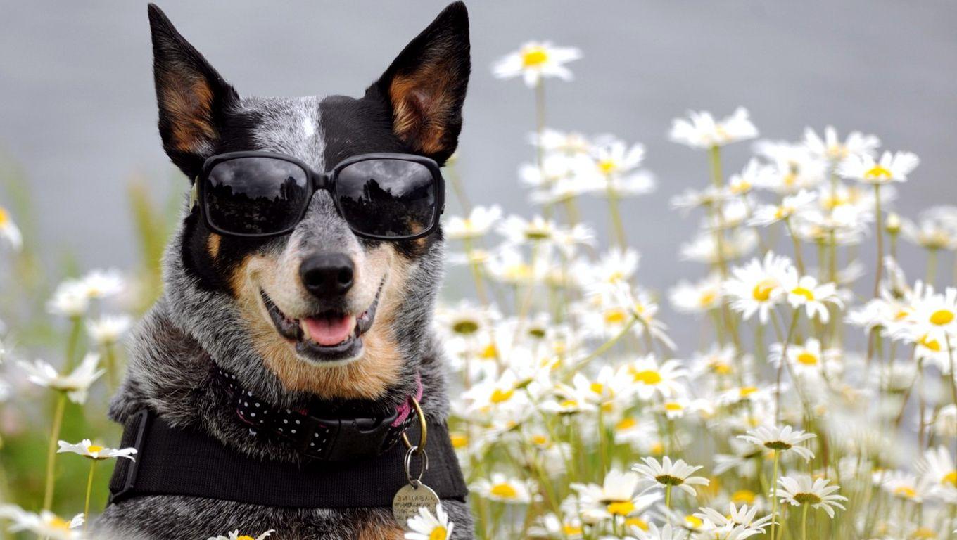 Dog with Glasses Wallpapers - Top Free Dog with Glasses Backgrounds