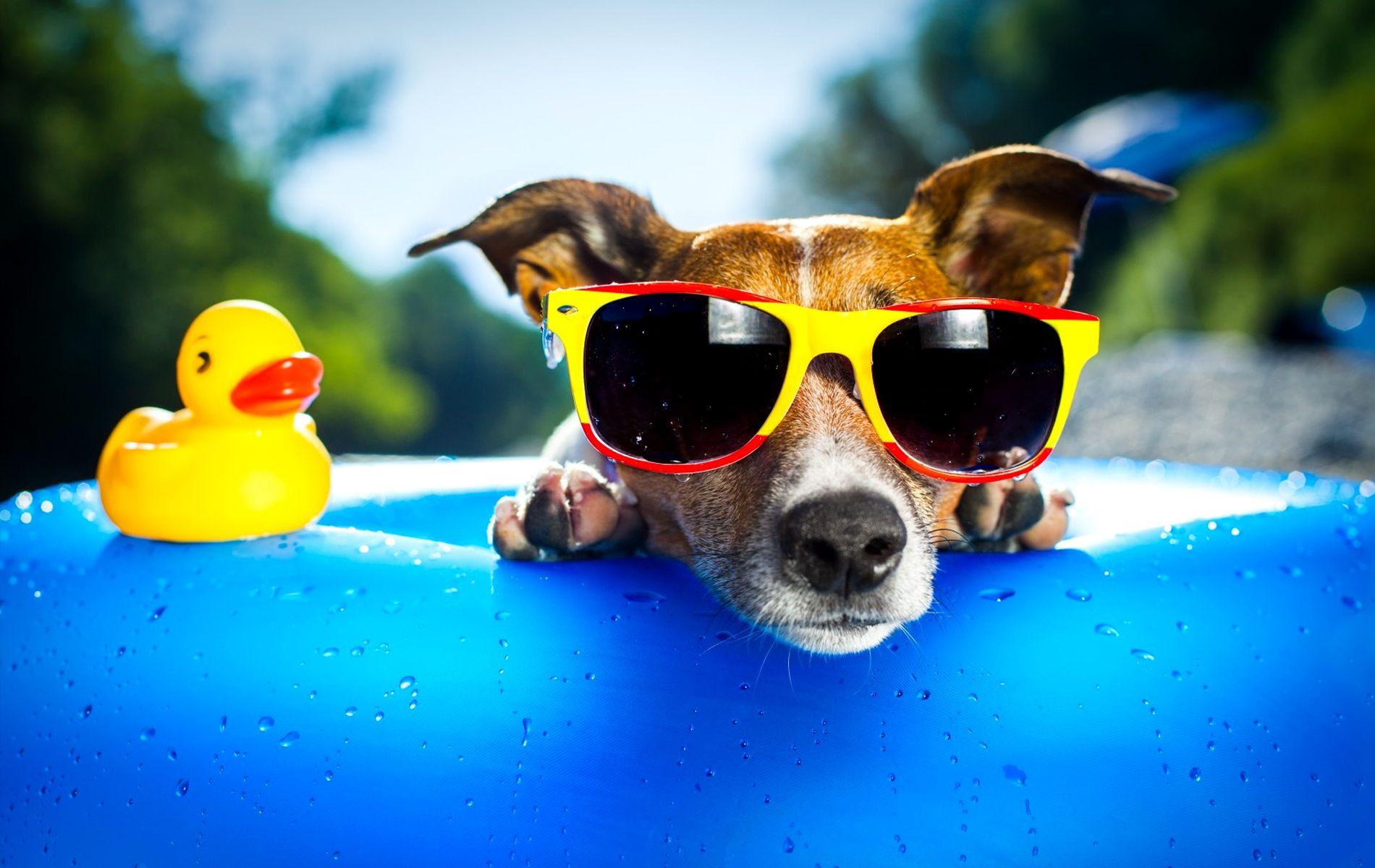 1900x1200 Funny Dog Wallpaper, Free Funny Dog Wallpaper