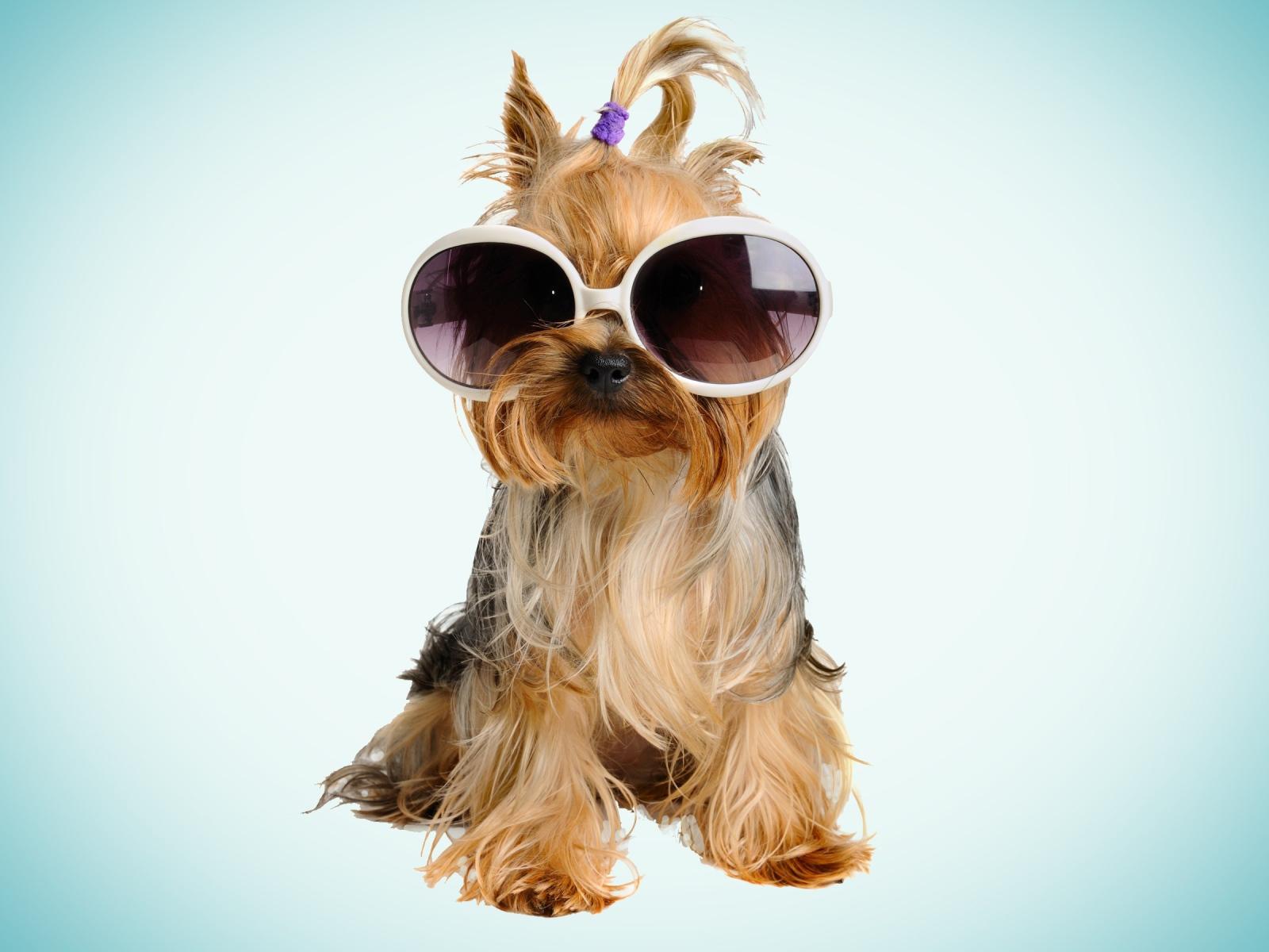 Dog with Glasses Wallpapers Top Free Dog with Glasses Backgrounds WallpaperAccess