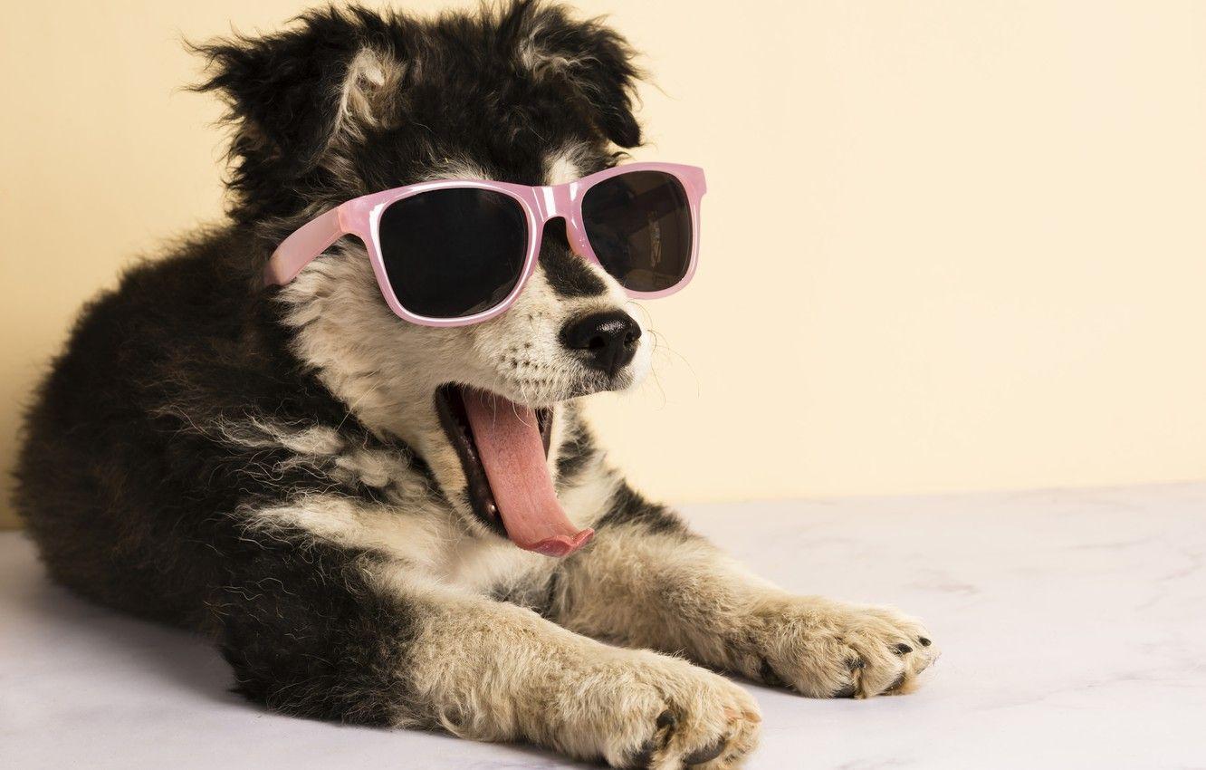 1332x850 Wallpaper language, dog, glasses, puppy, dog, dog image