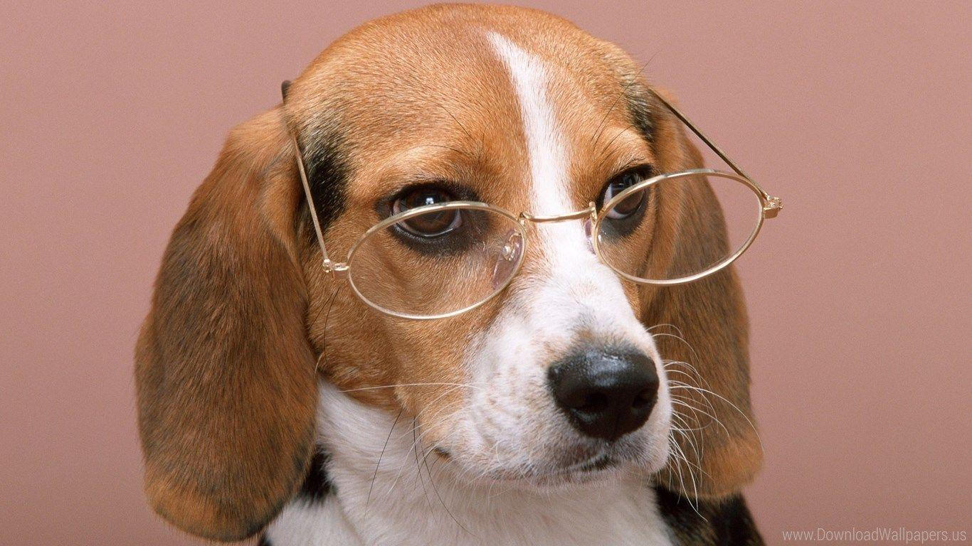 1366x768 Download Widescreen 16:9 1366x768 Goggles, Glasses