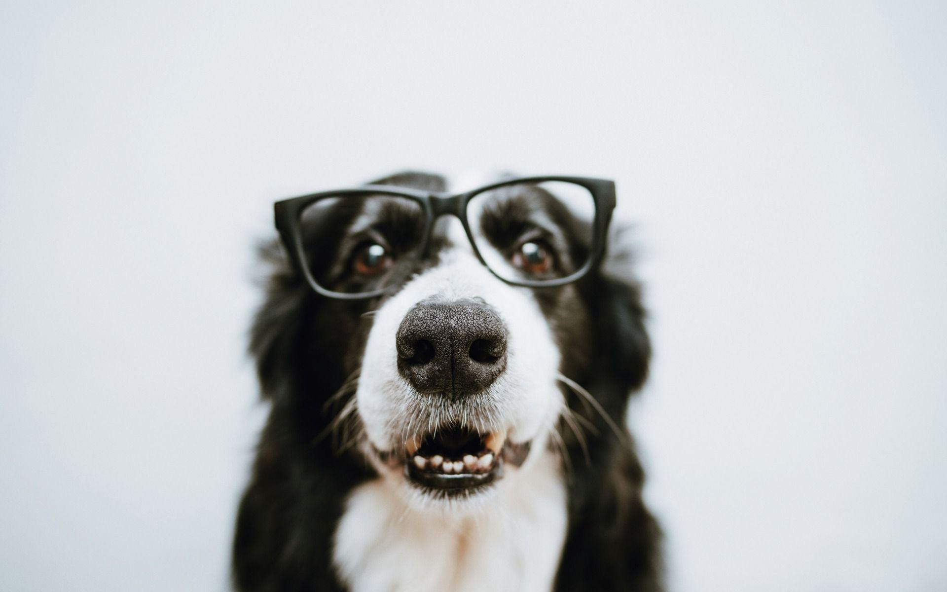 1920x1200 Download wallpaper Border Collie, funny black dog, pets