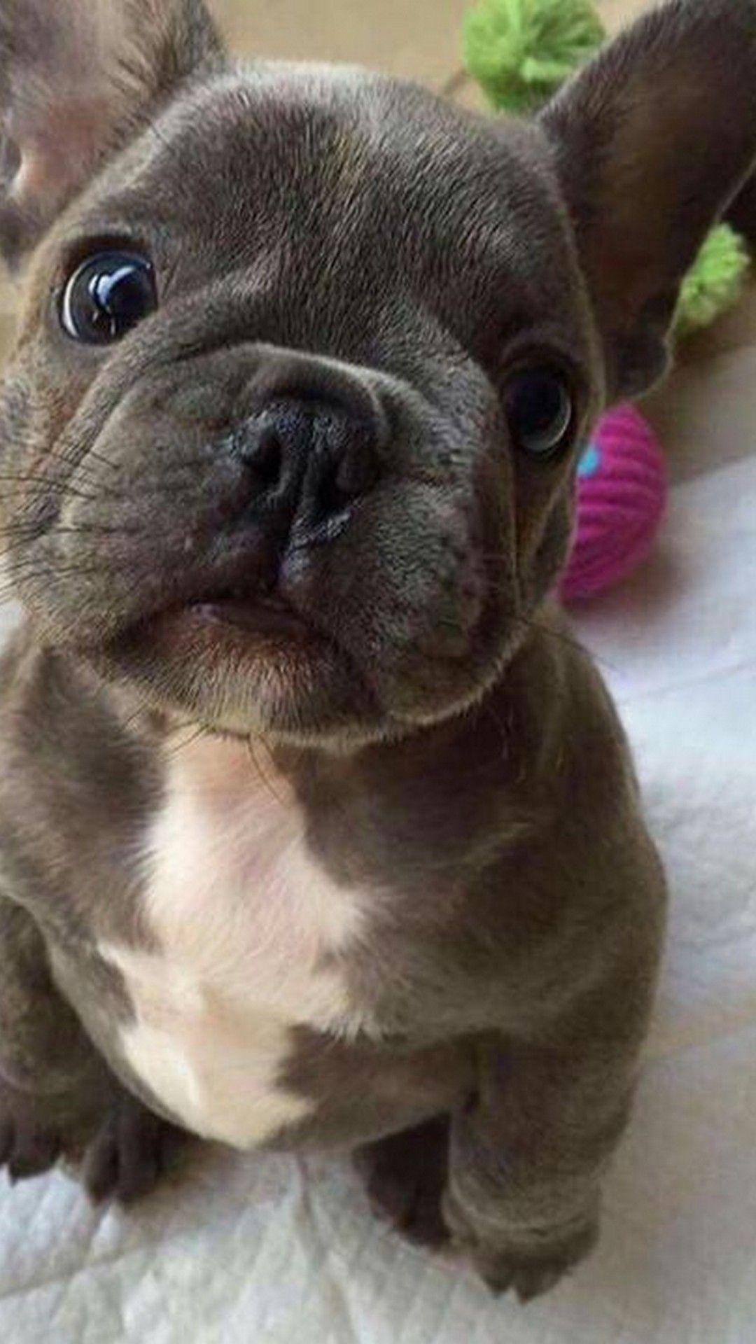 1080x1920 Wallpaper Funny Puppies iPhone 3D iPhone Wallpaper