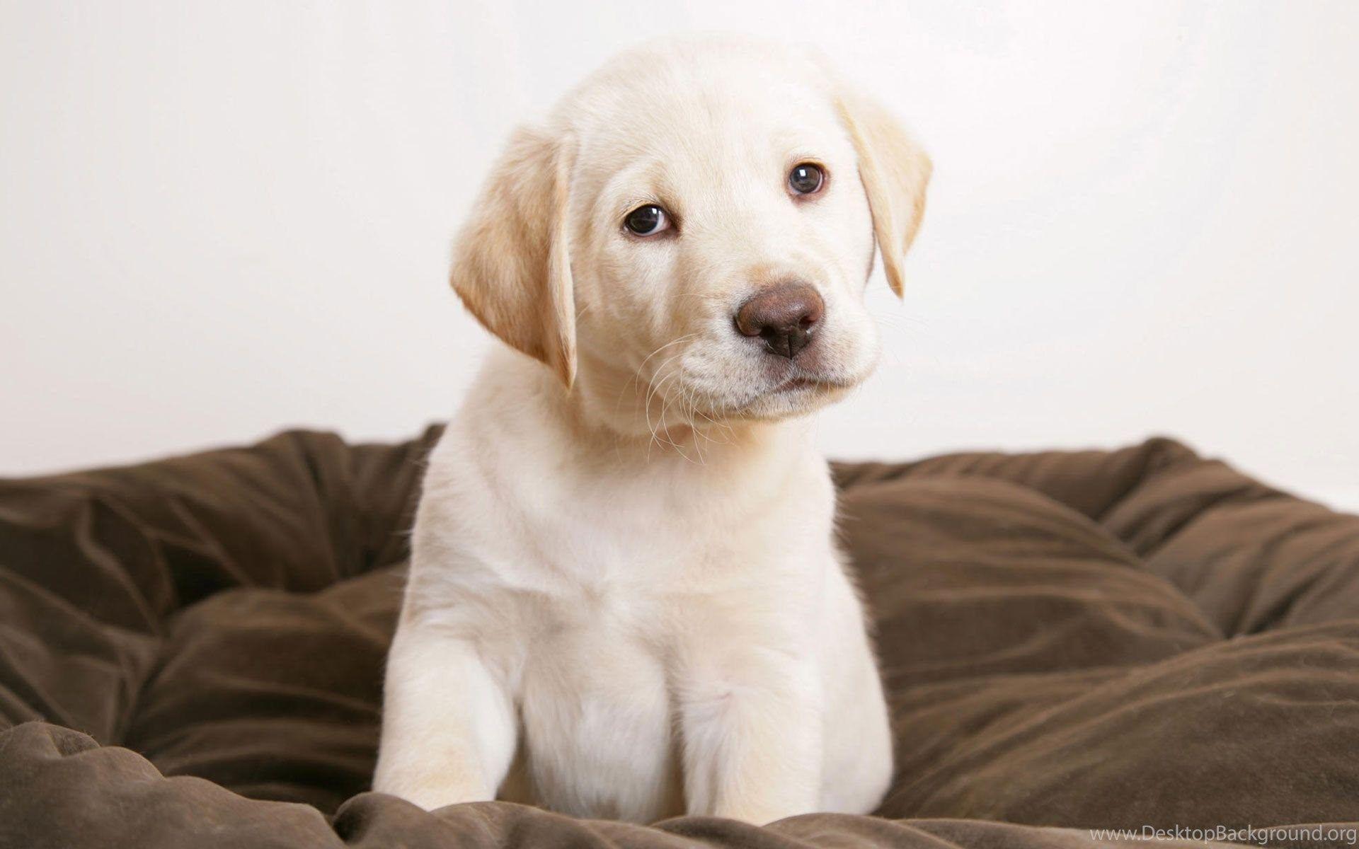 1920x1200 Funny Puppy Wallpaper Desktop Background
