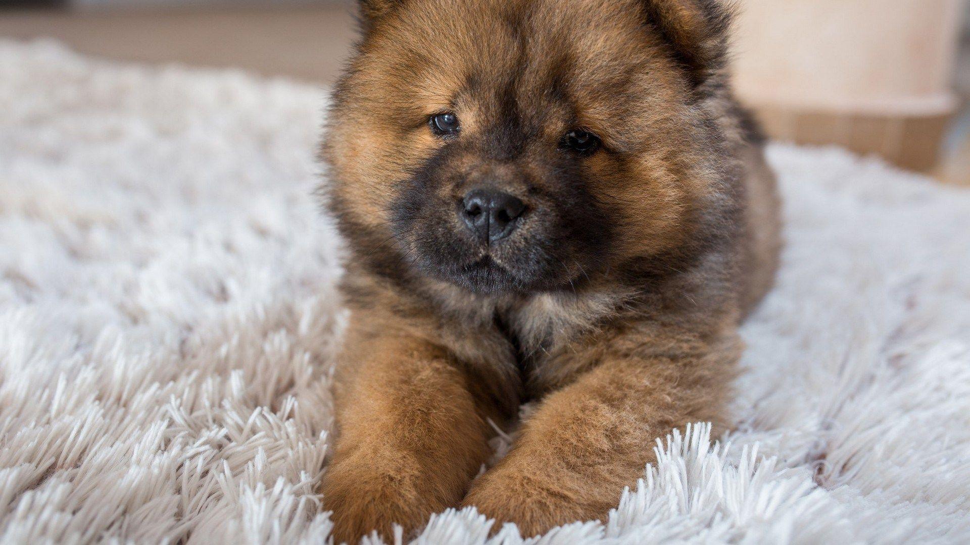 1920x1080 Funny Puppy Wallpaper 68 Background Picture Very Cute