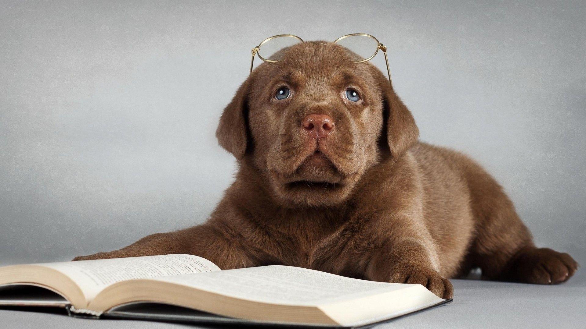 1920x1080 Funny Puppy Wallpaper background picture