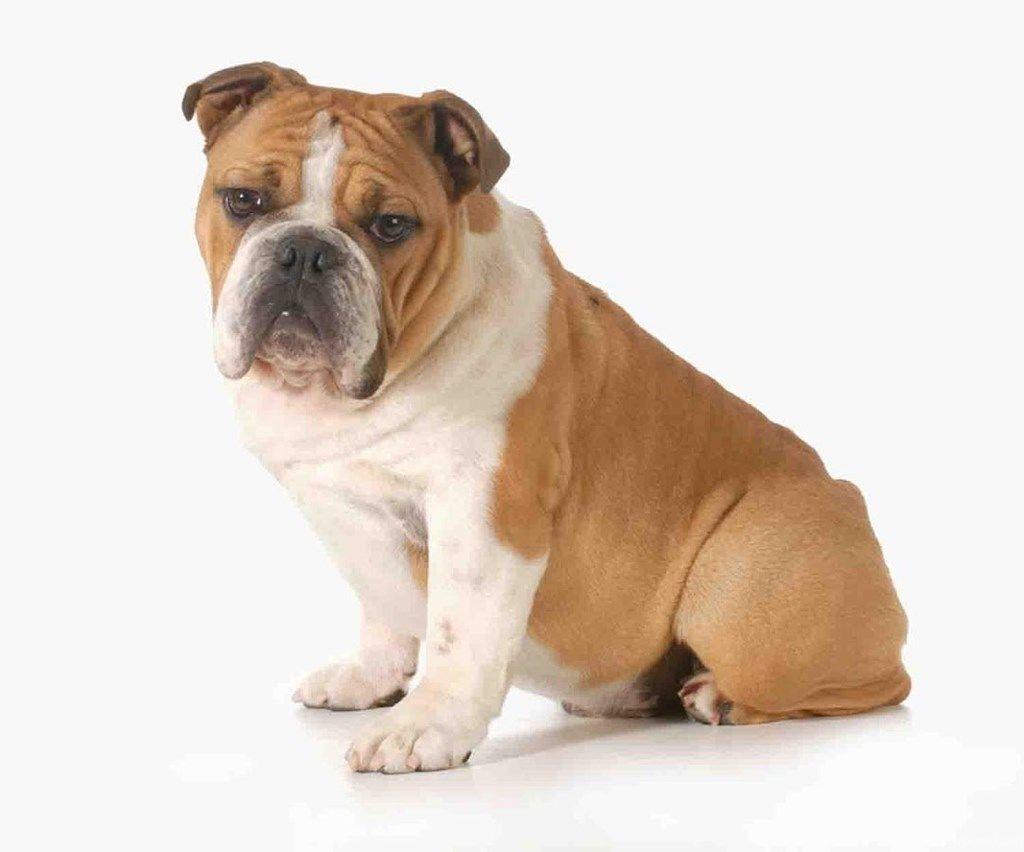 1024x852 Free Funny Dog Wallpaper