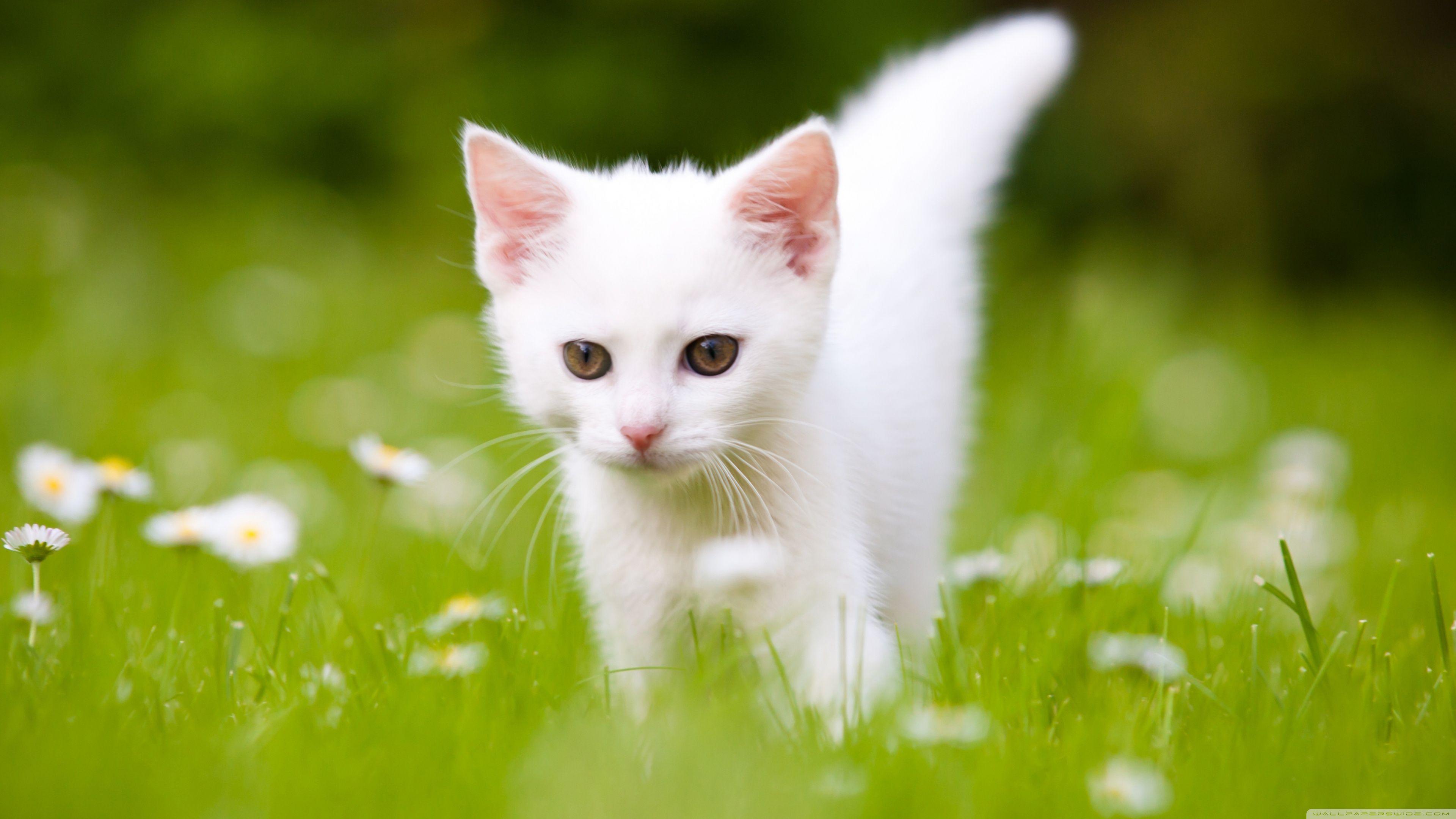3840x2160 Cute White Kitten ❤ 4K HD Desktop Wallpaper for 4K Ultra HD