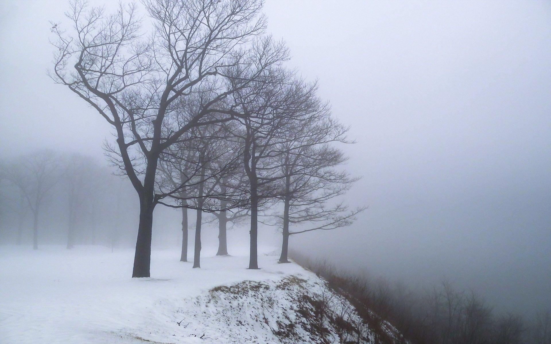 1920x1200 Dry, Branches, Edge, Fog, Mountain, Nature, Snow, Snowstorm