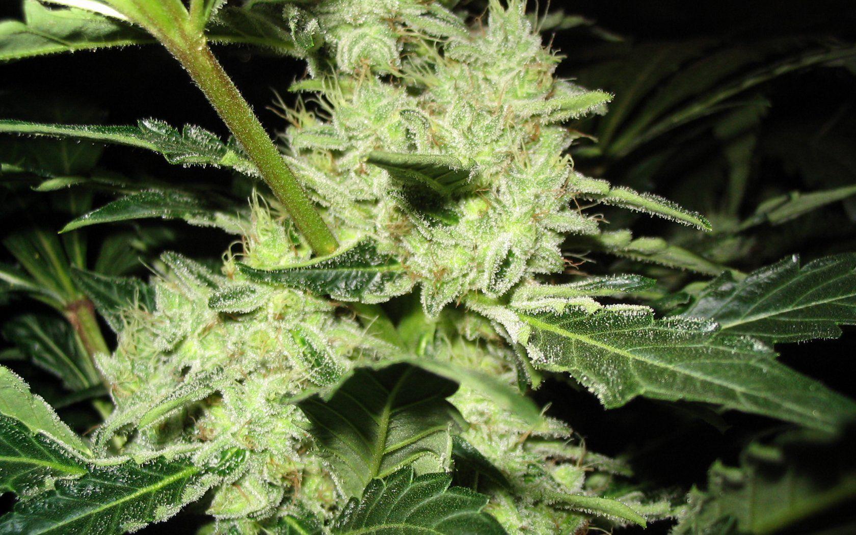 1680x1050 Ganja HD Wallpaper and Background Image