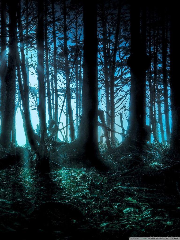 Mystery Forest Wallpapers Top Free Mystery Forest Backgrounds Wallpaperaccess