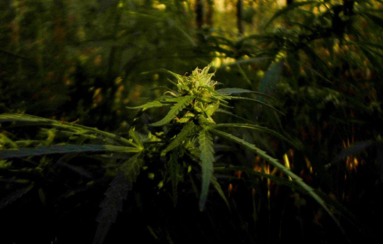1332x850 Wallpaper flower, grass, marijuana, cannabis, ganja, Weed