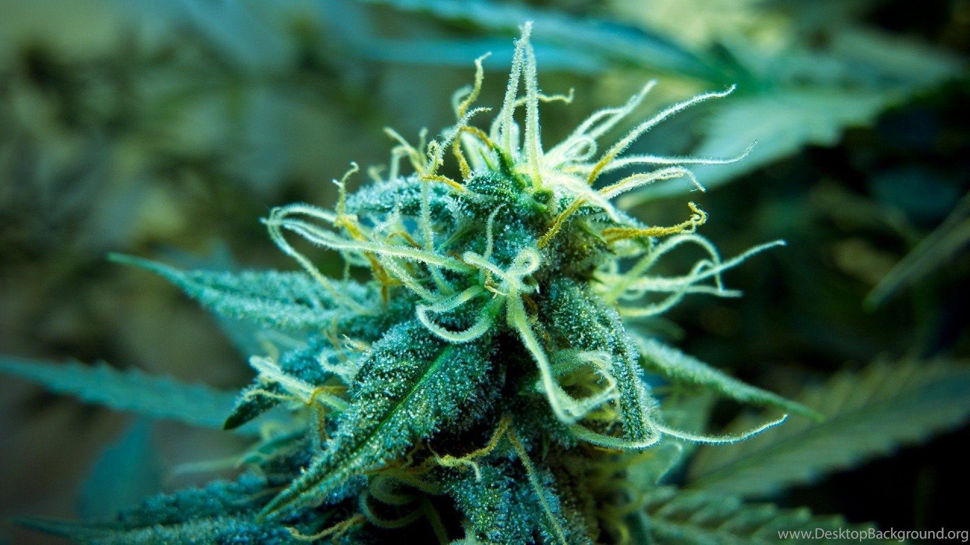 1920x1080 Ganja Wallpaper Desktop Background