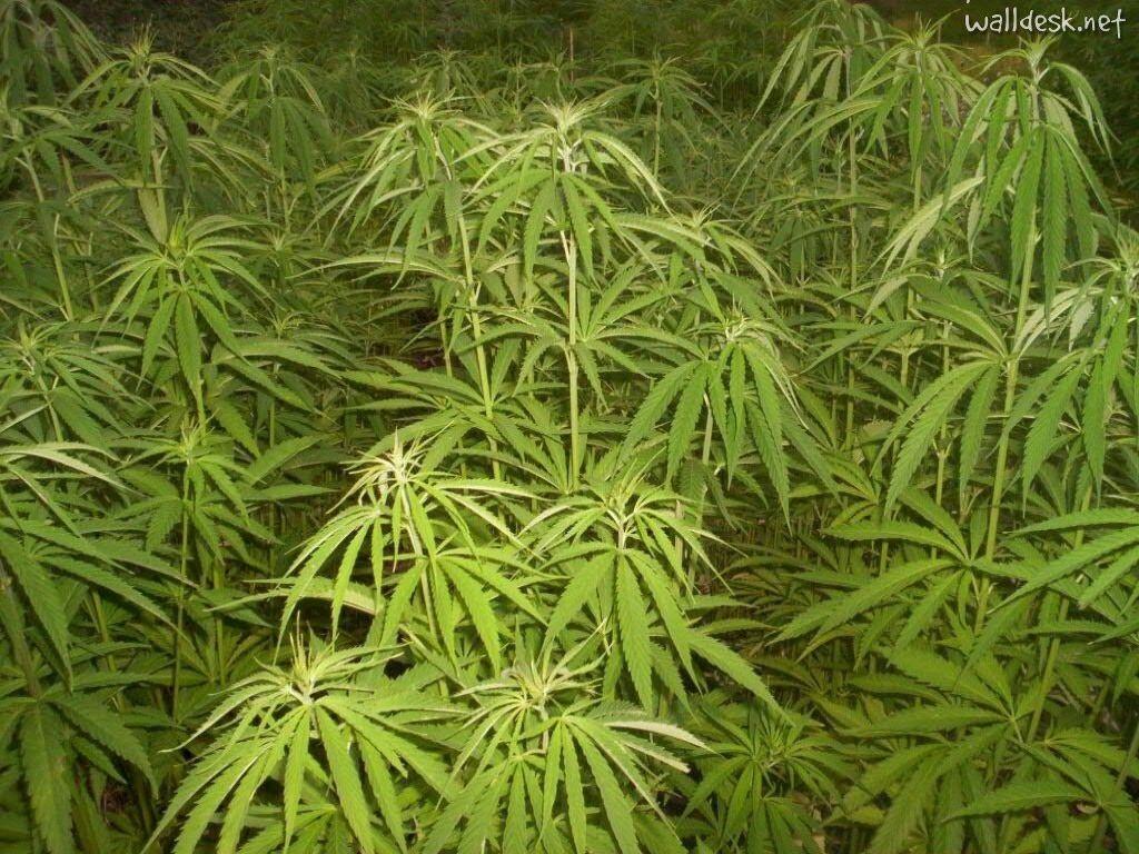 1024x768 ganja wallpaper 1024x768