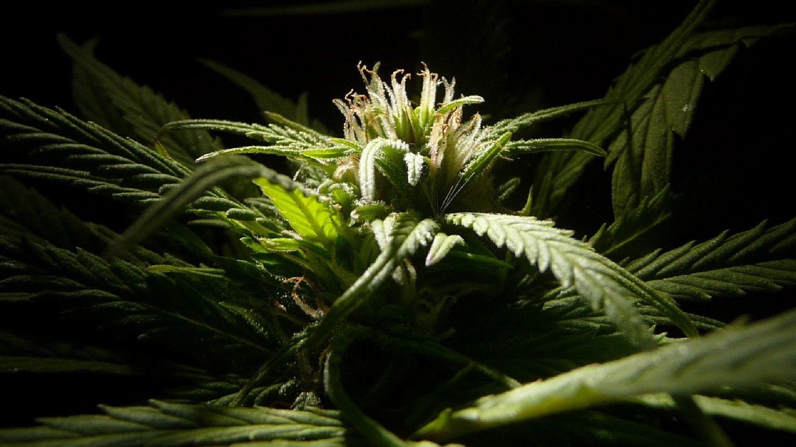 1600x900 Ganja Wallpaper on MarkInternational.info