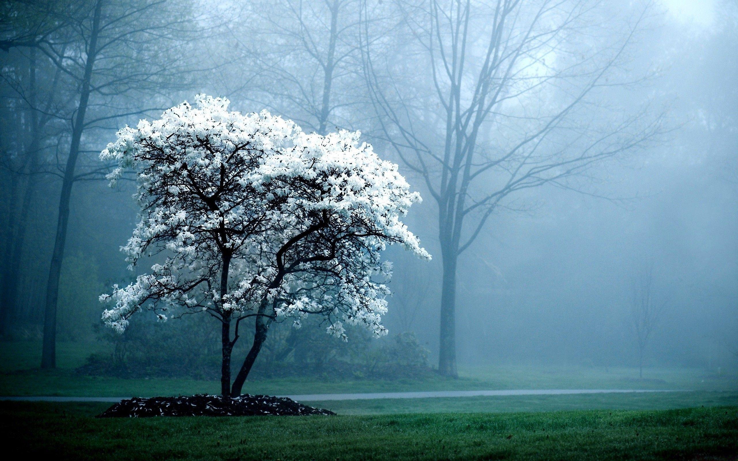 2560x1600 Nature Pc Background HD cho Desktop Hình nền máy tính để bàn HD