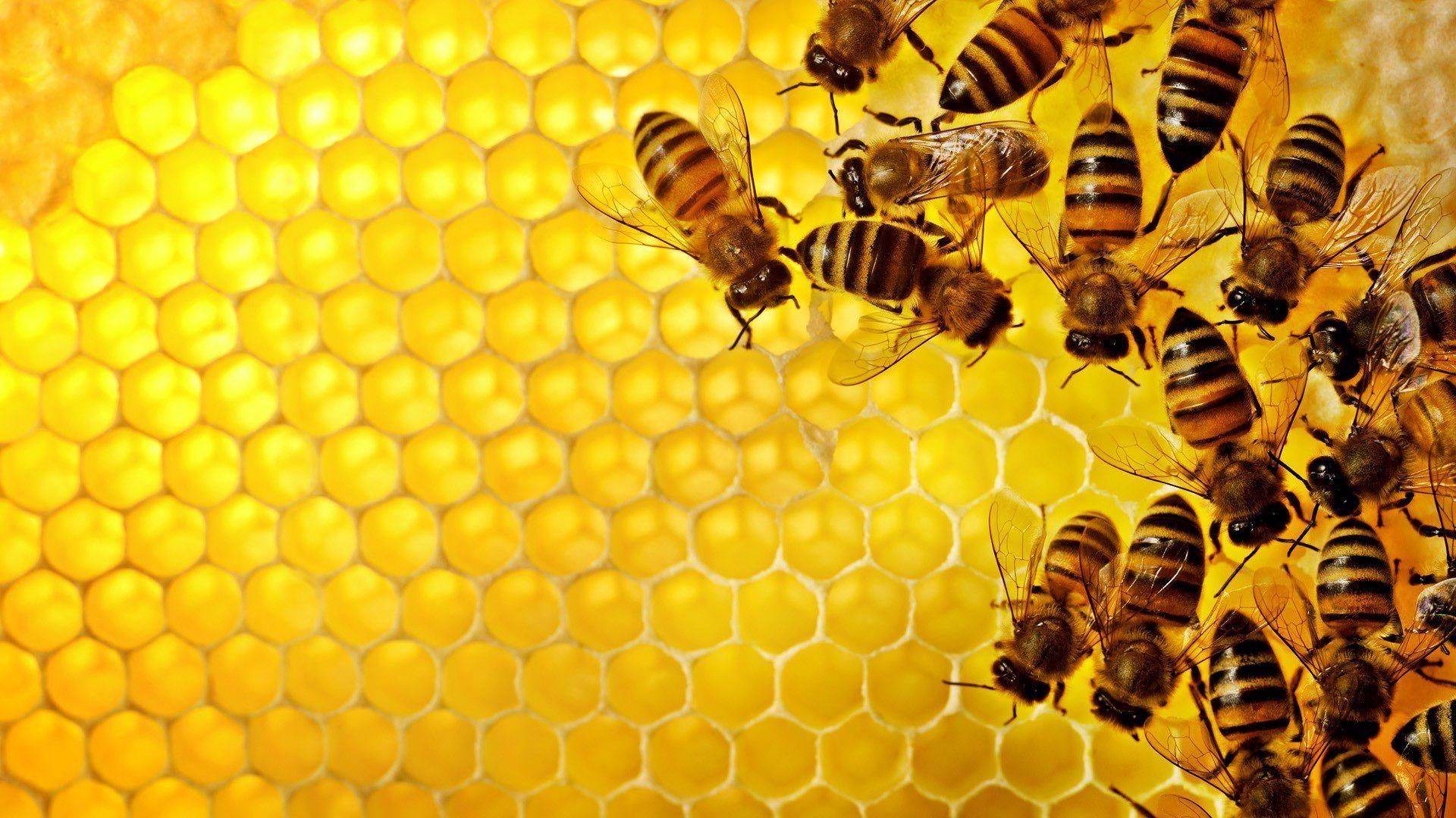 1920x1080 Honey Bee hình nền