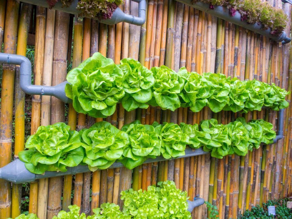 1024x768 Vertical Gardening Tips for Foodies