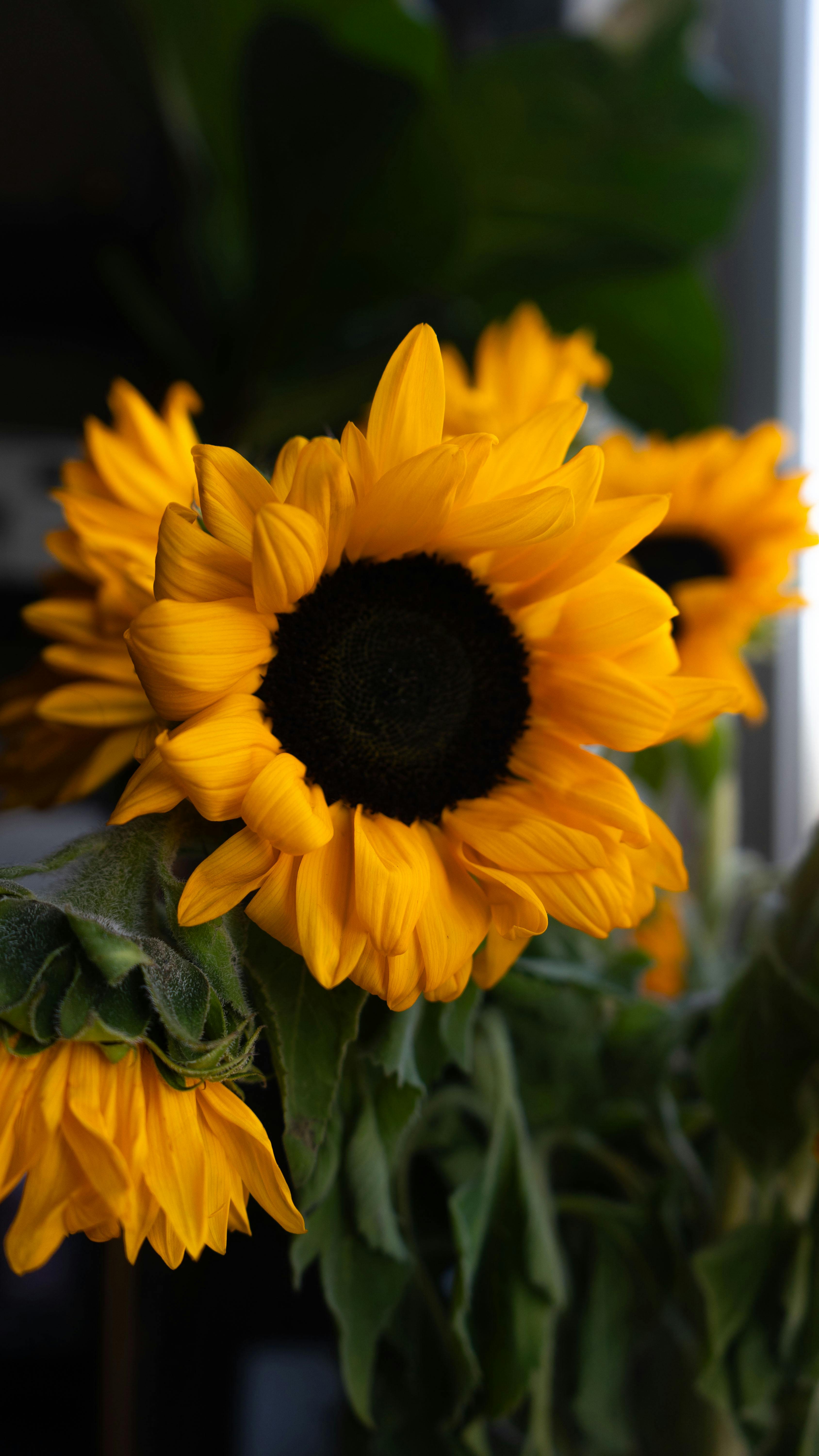 3376x6000 Vertical Garden Photo, Download