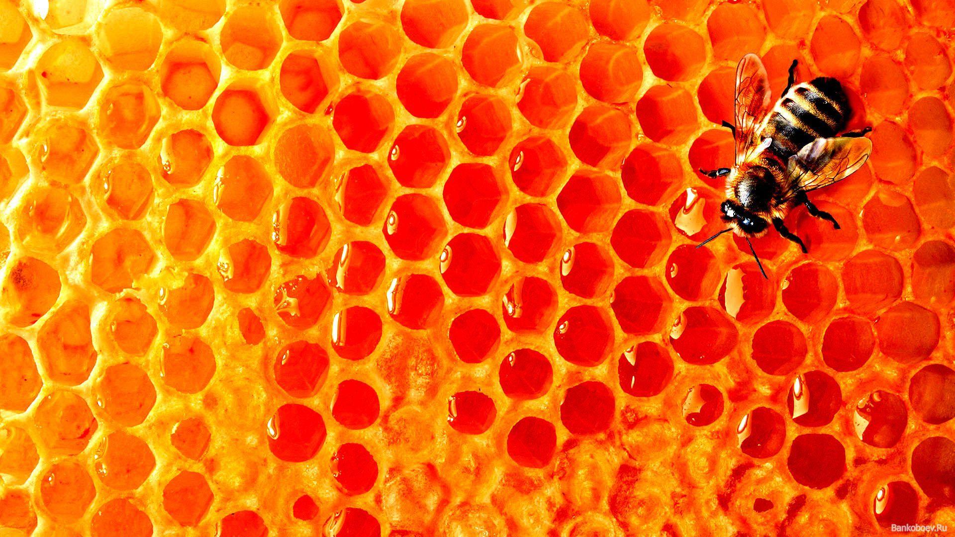 Honey Wallpaper Images  Browse 7 Stock Photos Vectors and Video  Adobe  Stock