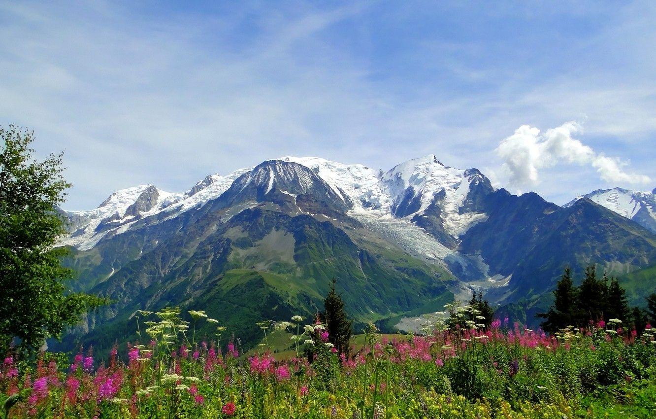 1332x850 Wallpaper flowers, mountains, nature, Alps, meadow, Alps