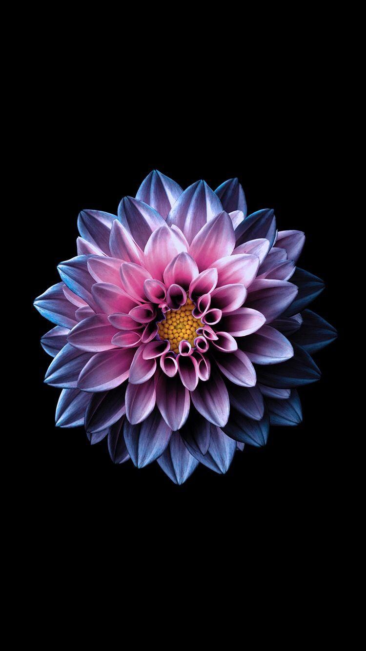 750x1334 Hình nền hoa tươi sáng cho iPad của bạn từ Everpix.  Яблоко обои