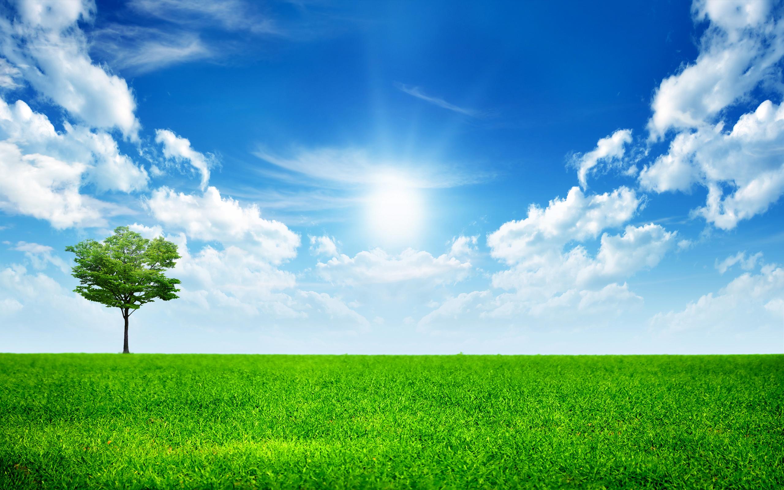 2560x1600 Bright Sunny Wallpaper