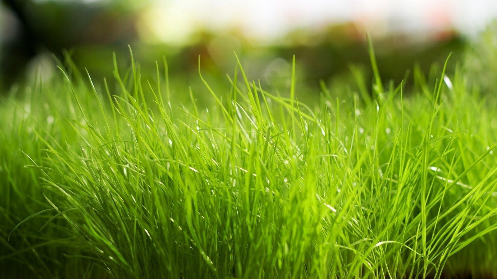 1600x900 Free download Macro Green Grass Bright HD Wallpaper