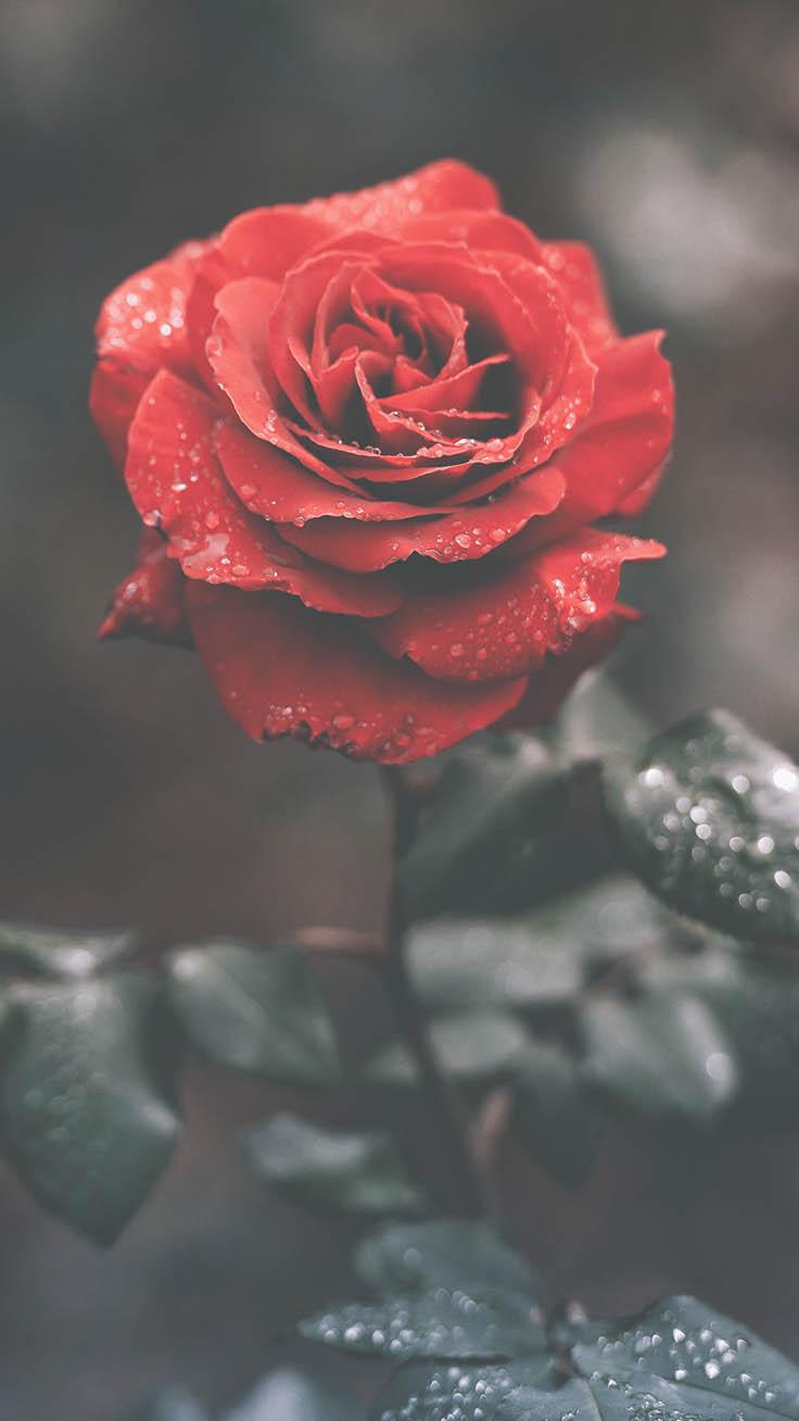 Featured image of post Attractive Beautiful Rose Cute Wallpaper - Support us by sharing the content, upvoting wallpapers on the page or sending your own background pictures.