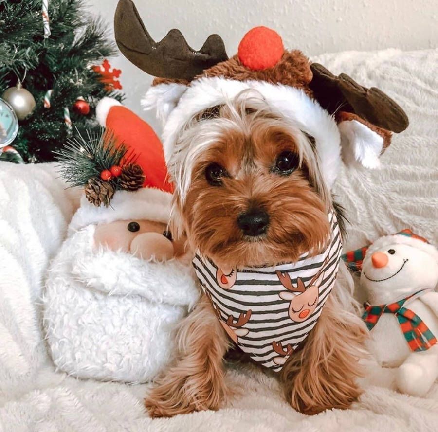 900x888 Download free Preppy Christmas Of Dog