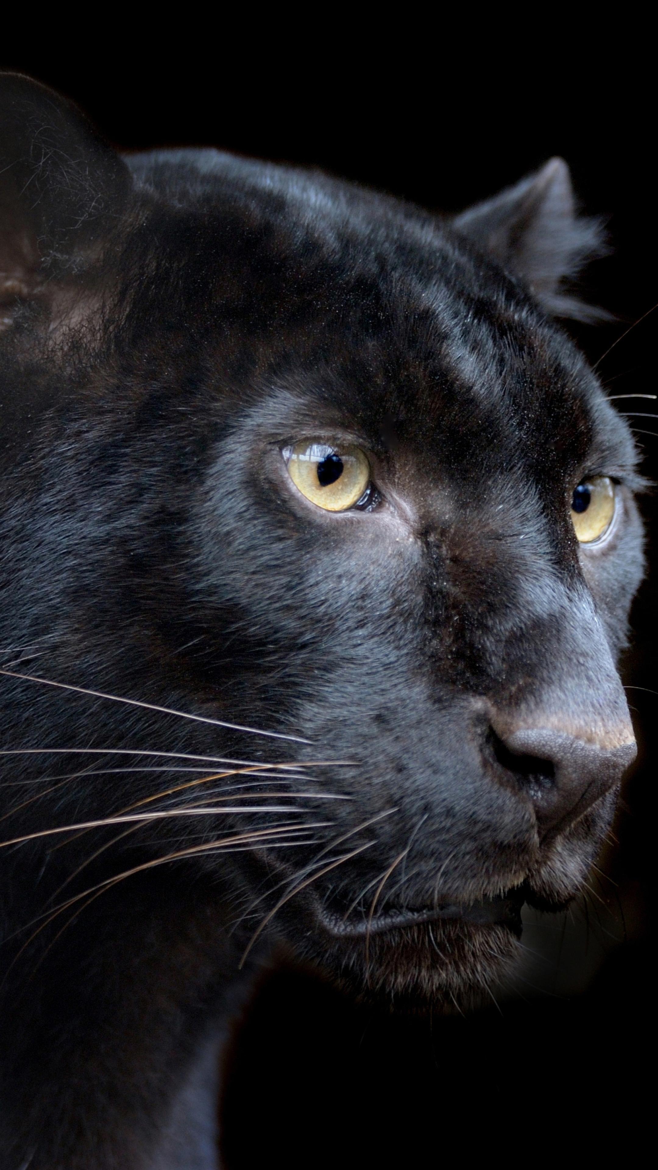2160x3840 Animal Black Panther (2160x3840) Wallpaper
