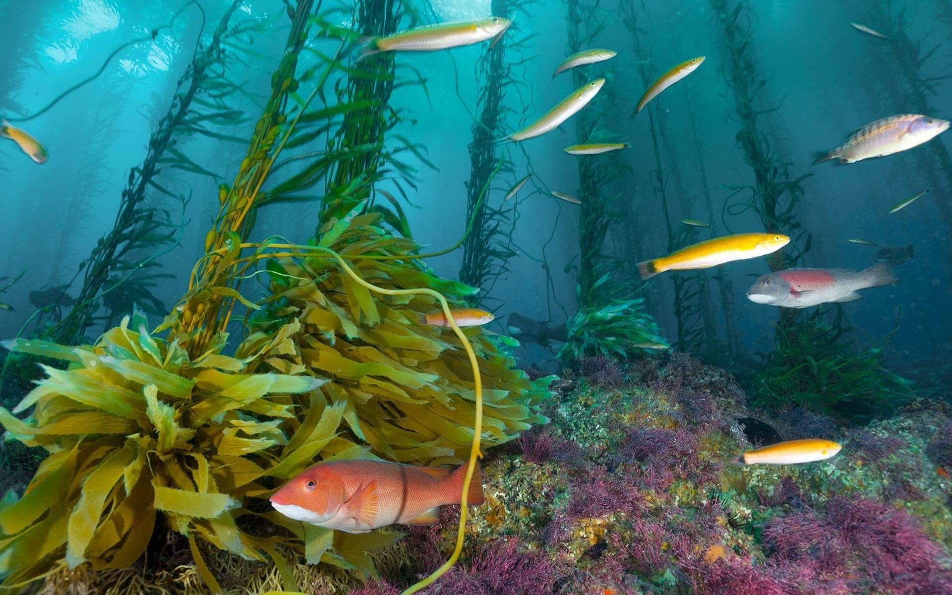 1920x1200 Sea Deep Water In Fish wallpaper