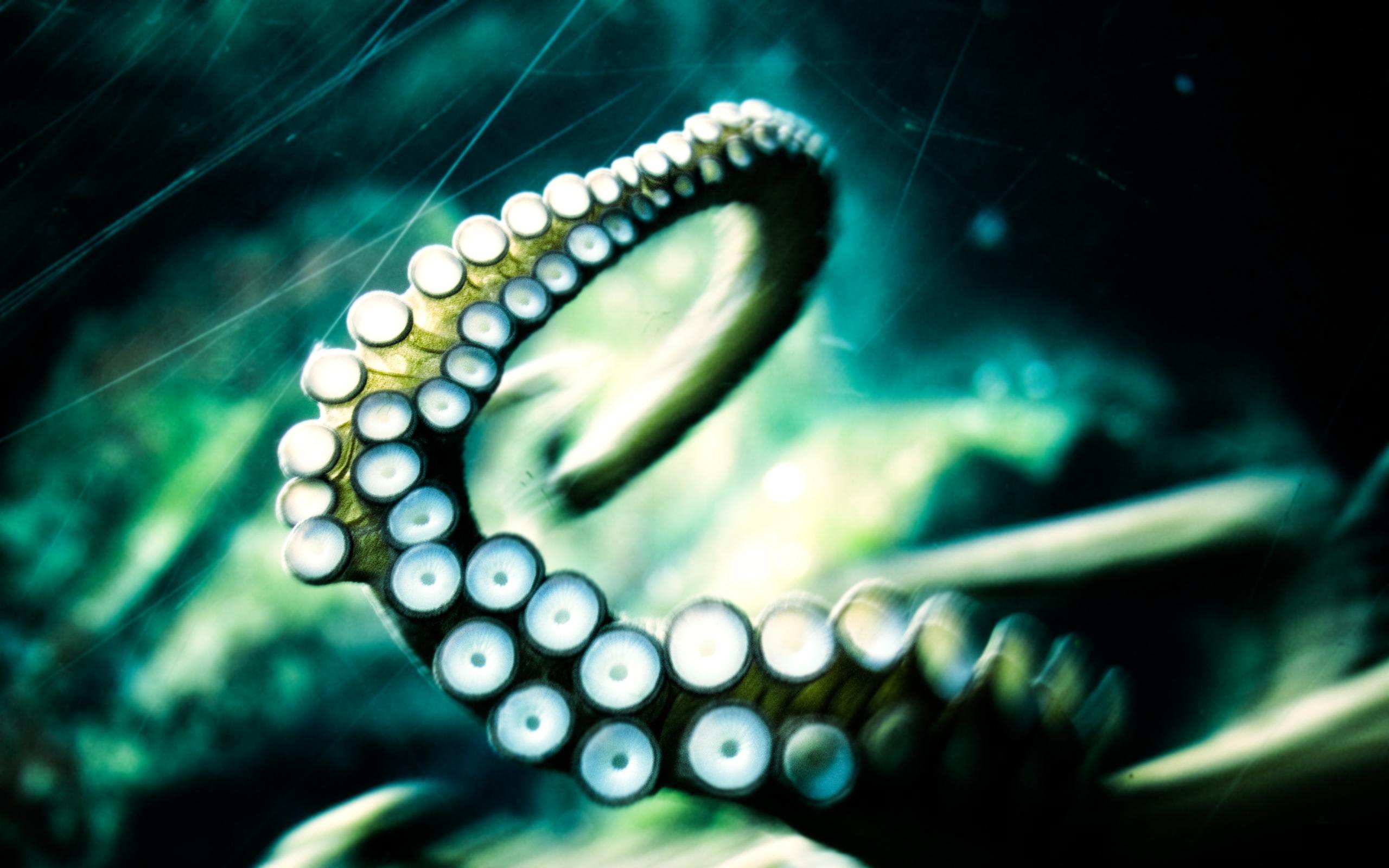 2560x1600 Download the Deep Water Tentacles Wallpaper, Deep Water