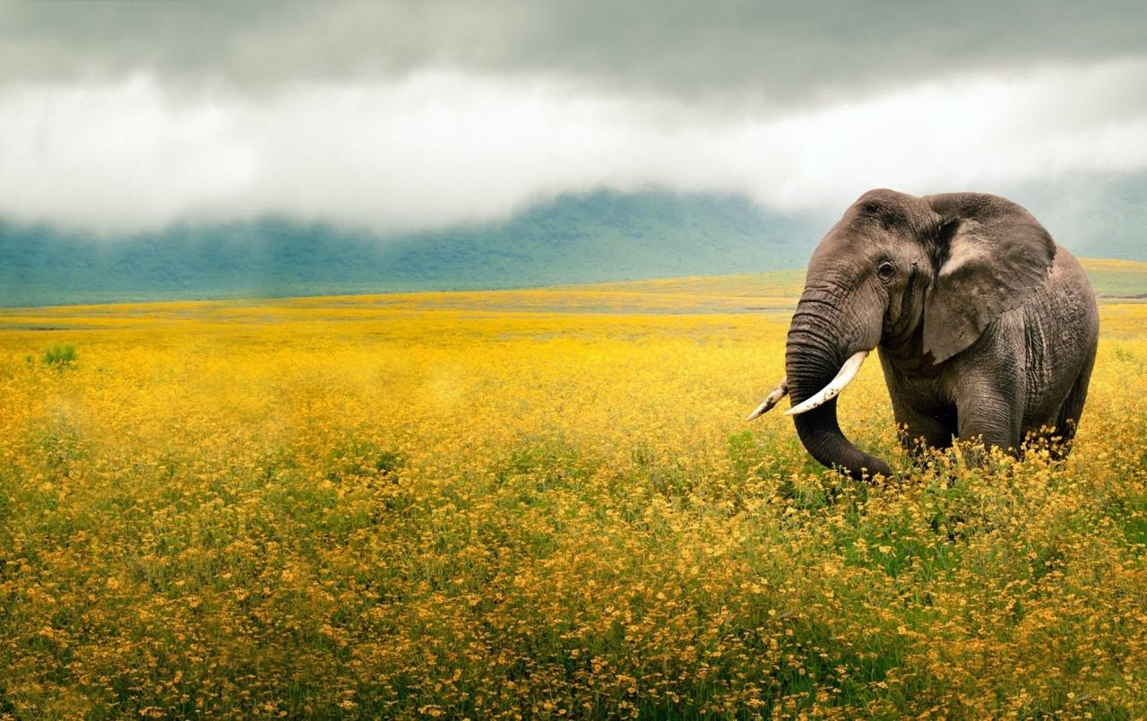 1280x804 Elephant Yellow Field Tanzania wallpaper. Elephant Yellow
