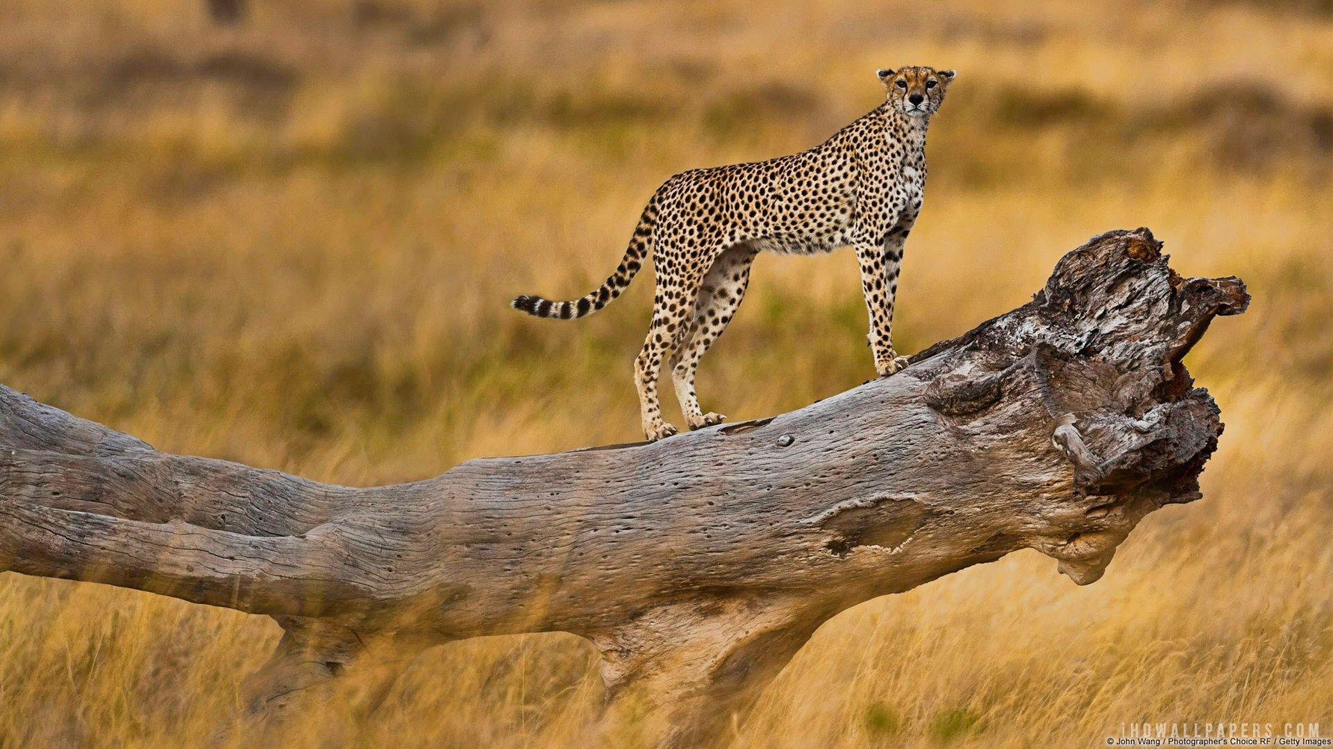 1920x1080 Serengeti Tanzania. Cheetah in Serengeti Tanzania Wallpaper
