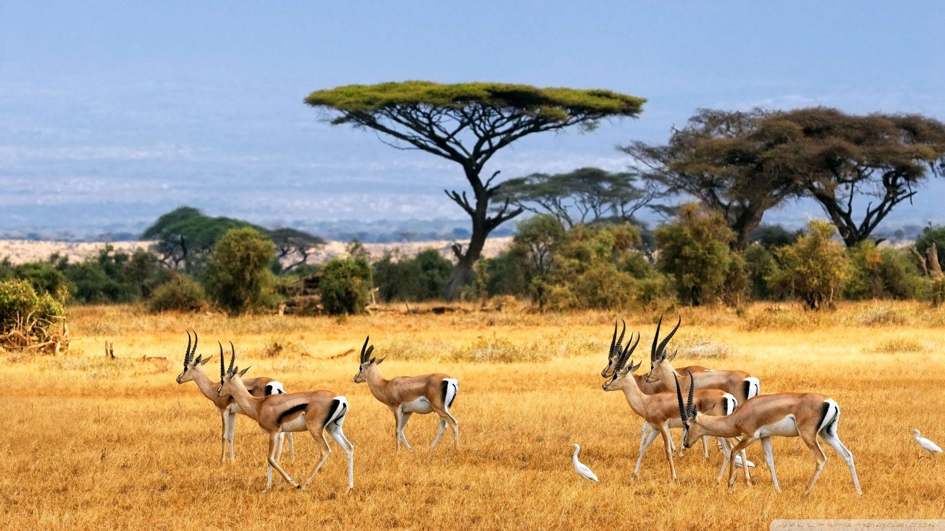 Tanzania Wallpapers - Top Free Tanzania Backgrounds - WallpaperAccess