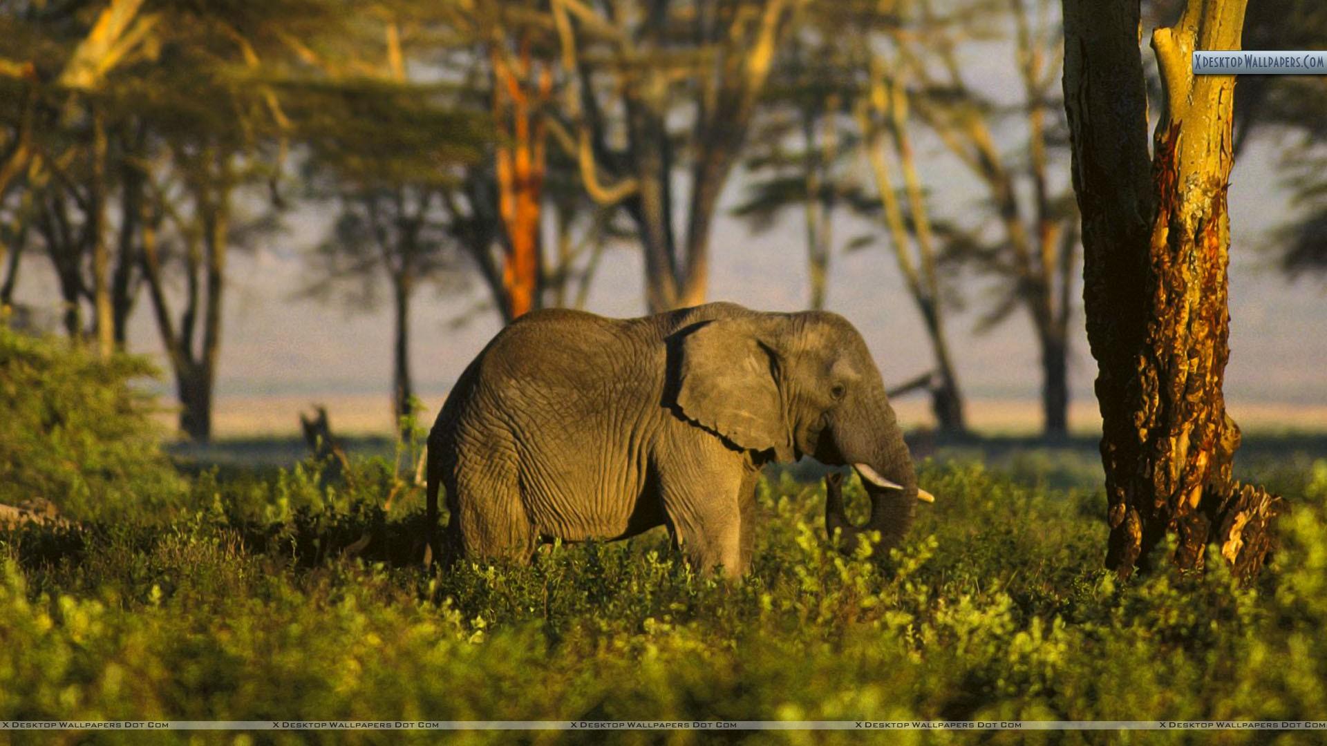 1920x1080 African Elephant Tanzania Africa Wallpaper