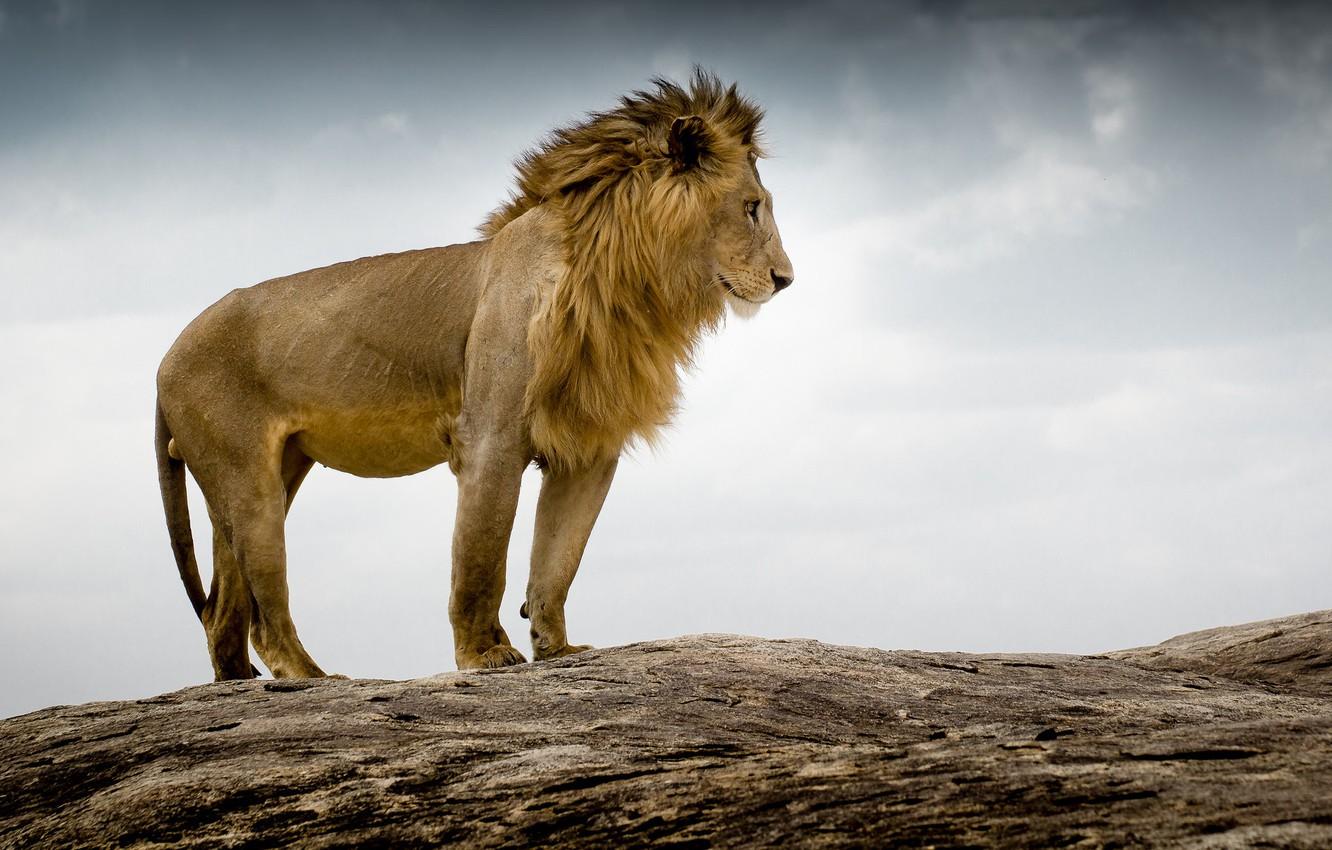 1332x850 Wallpaper Leo, the king of beasts, Tanzania image