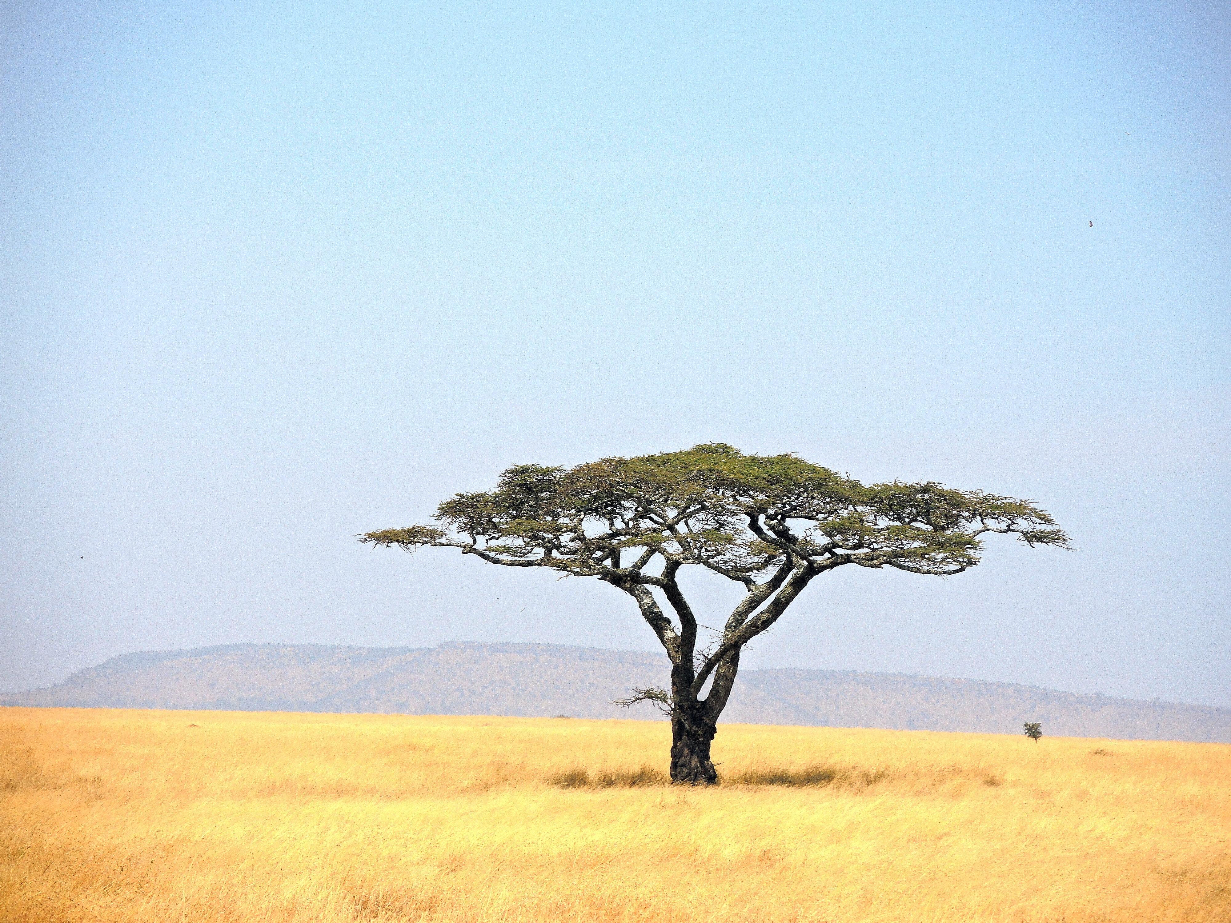 4000x3000 Green leaf tree in grass field, tanzania, serengeti national