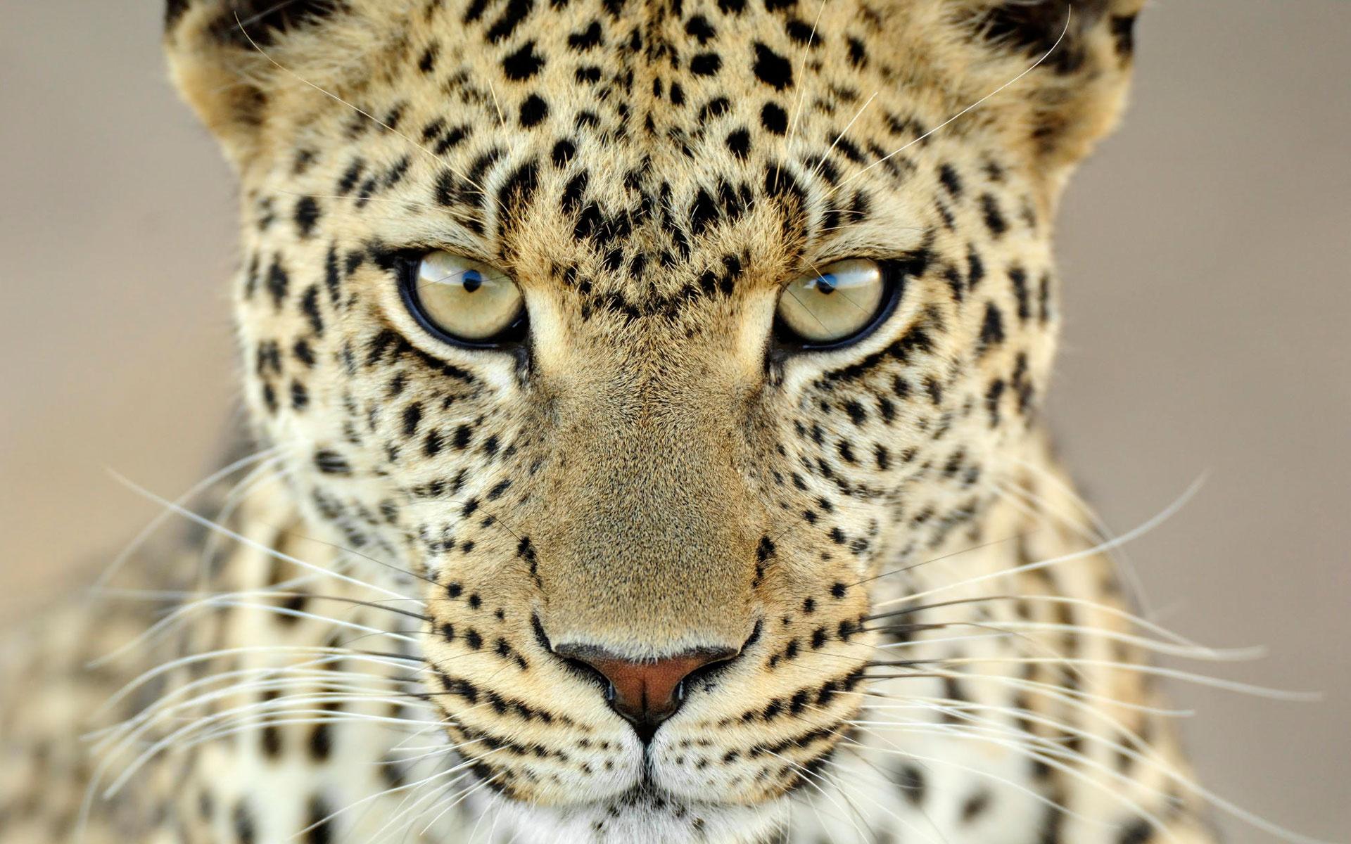 1920x1200 Female Leopard Tanzania Wallpaper