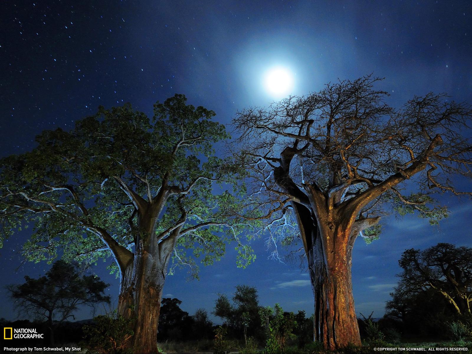1600x1200 Baobab Trees, Tanzania By National Geographic